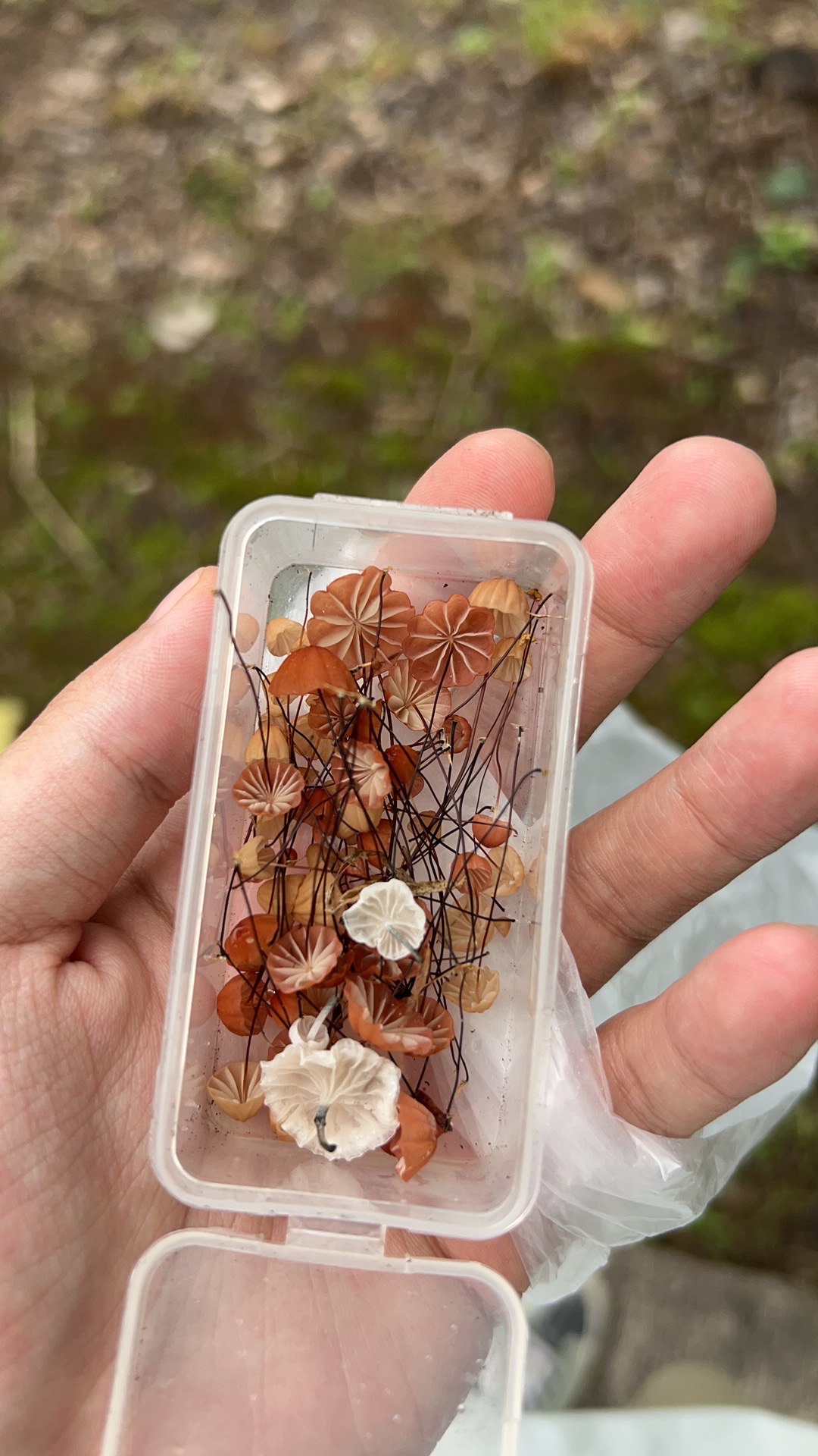竹生型小皮伞