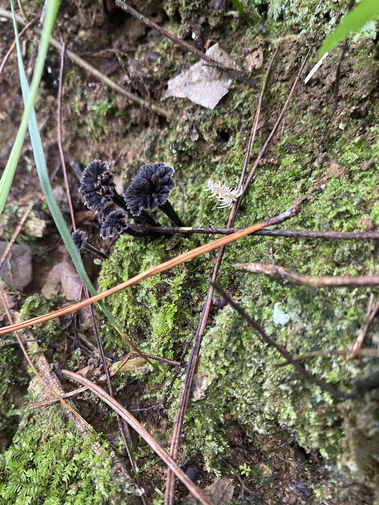 喇叭菌一种