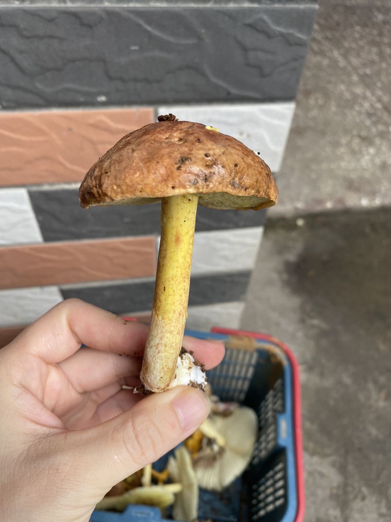 异味牛肝菌