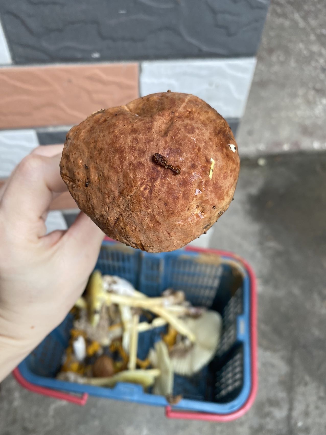 异味牛肝菌