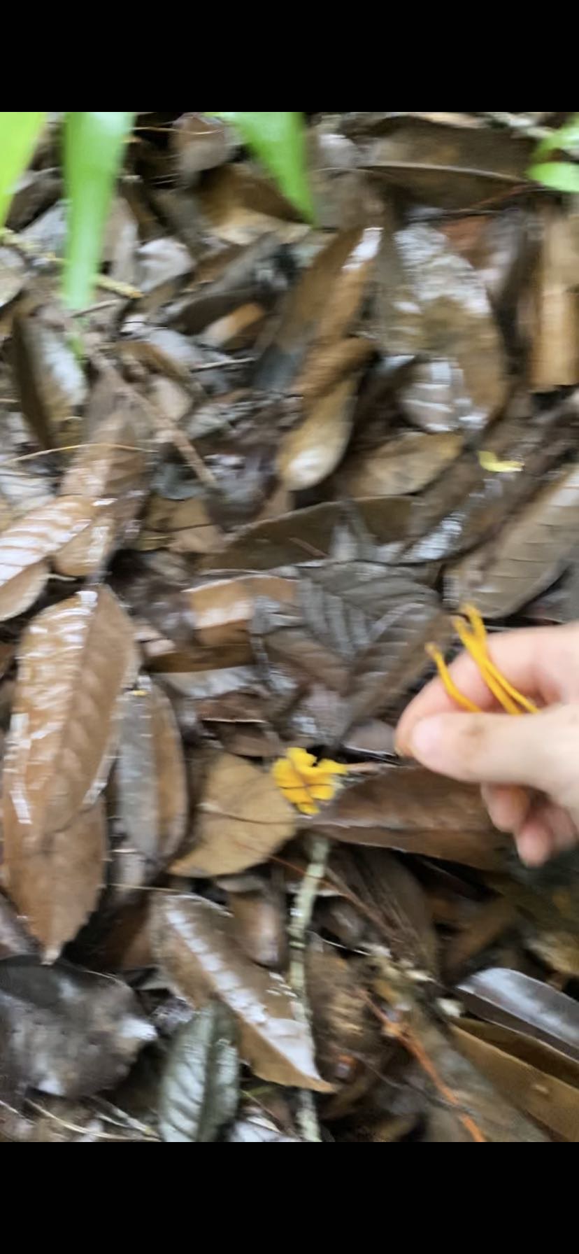 中华小鸡油菌
