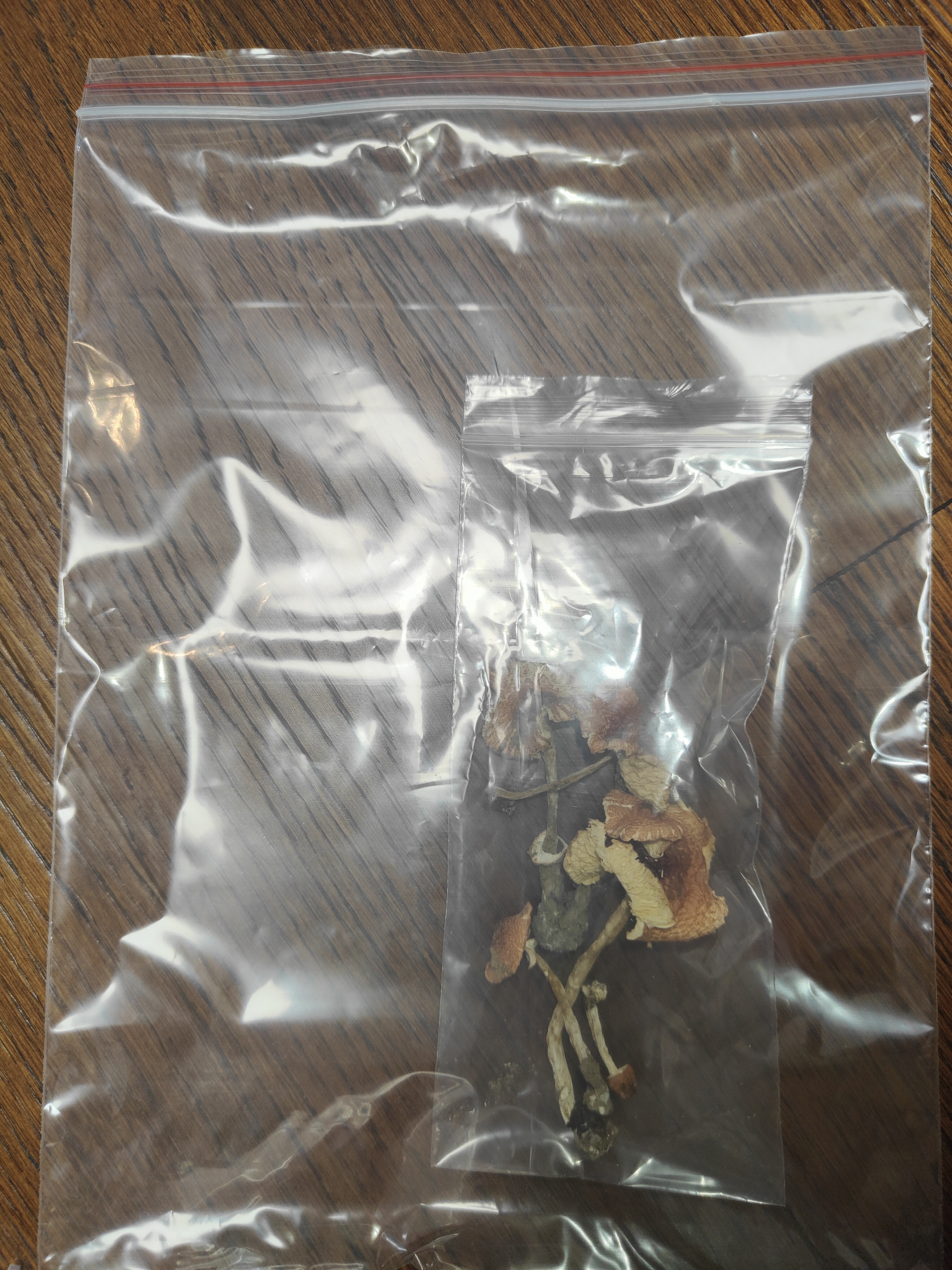 红染白环蘑复合群