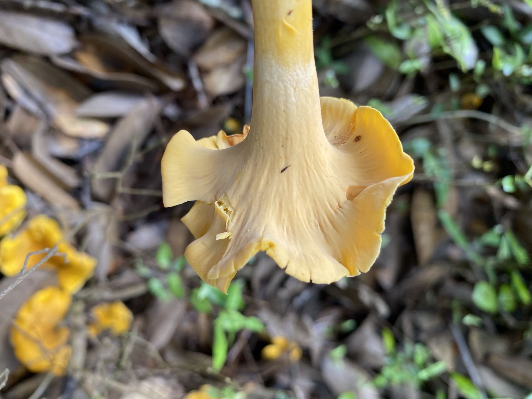 鸡油菌