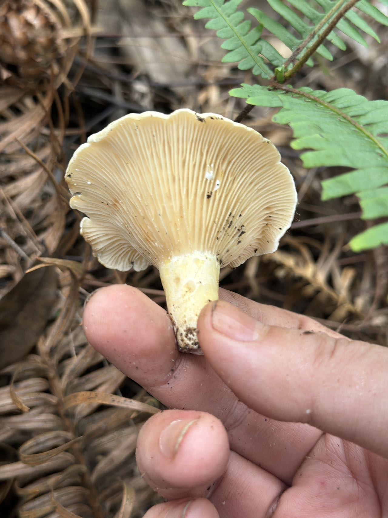 拟多叉叉褶菇