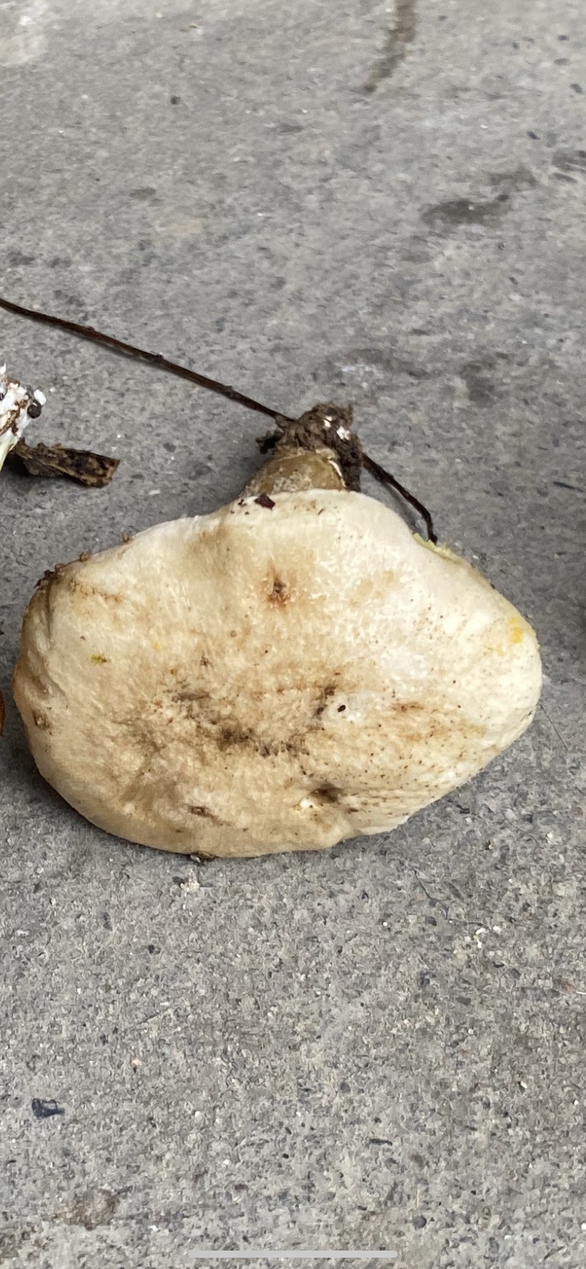 萝卜味金牛肝菌
