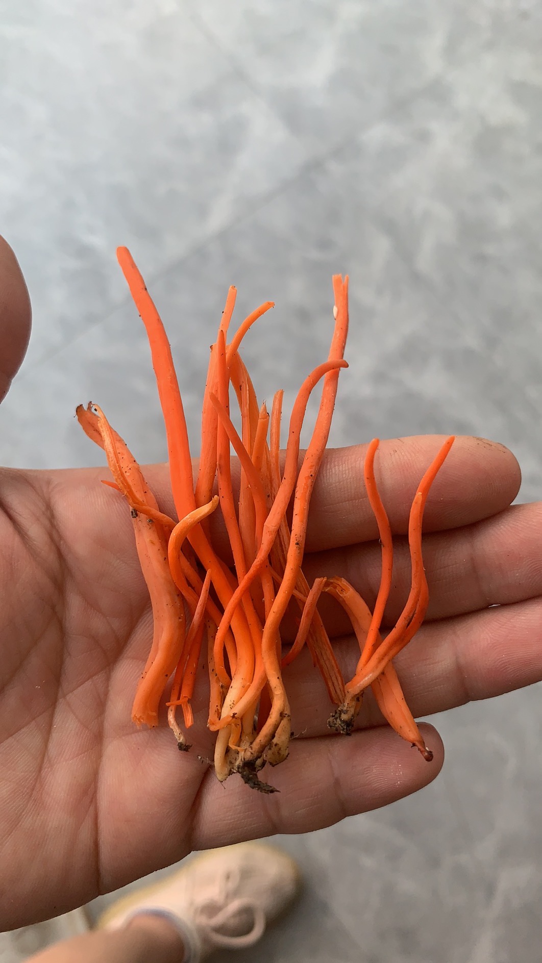 金赤拟锁瑚菌