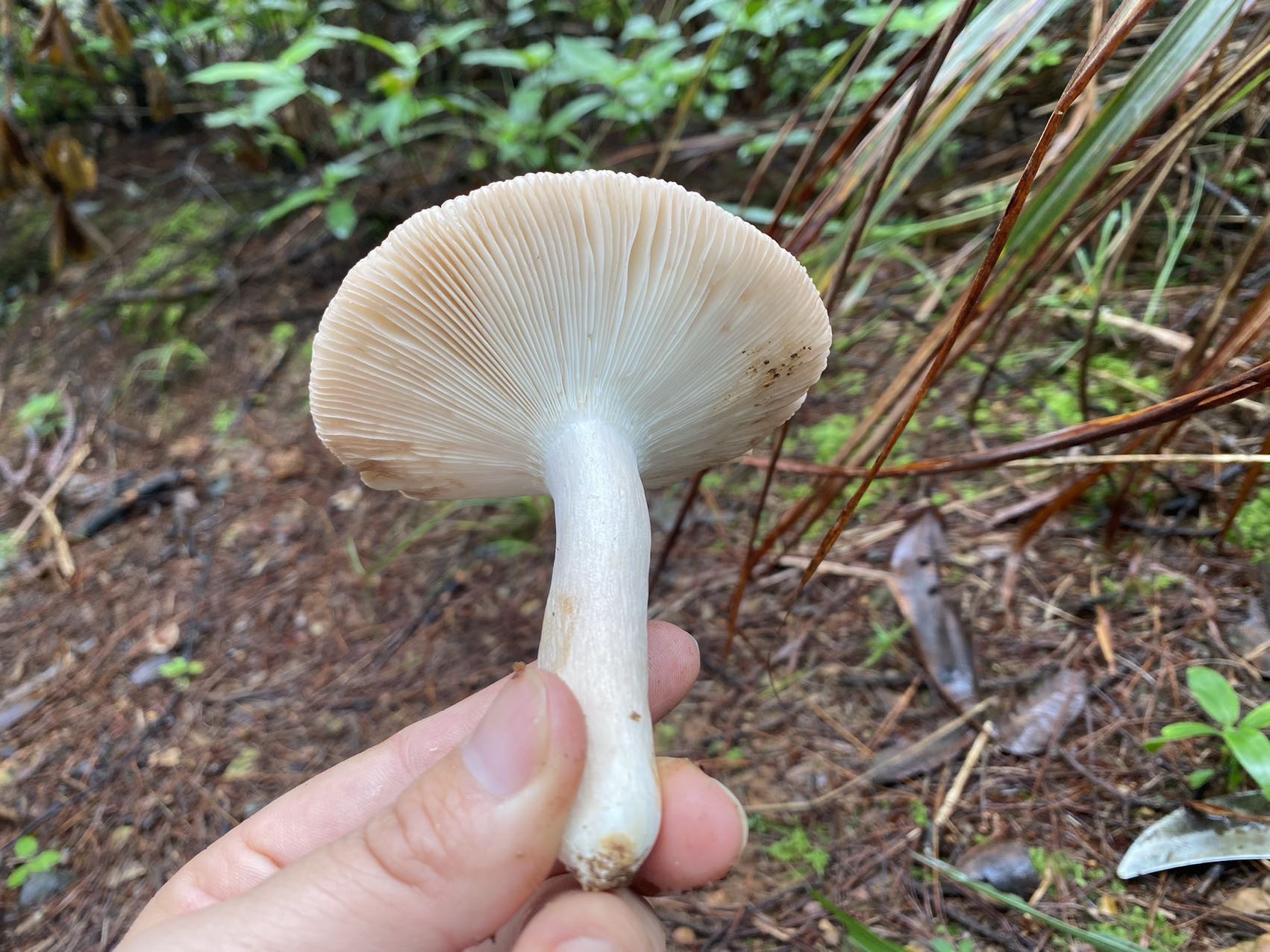 近桂黄红菇