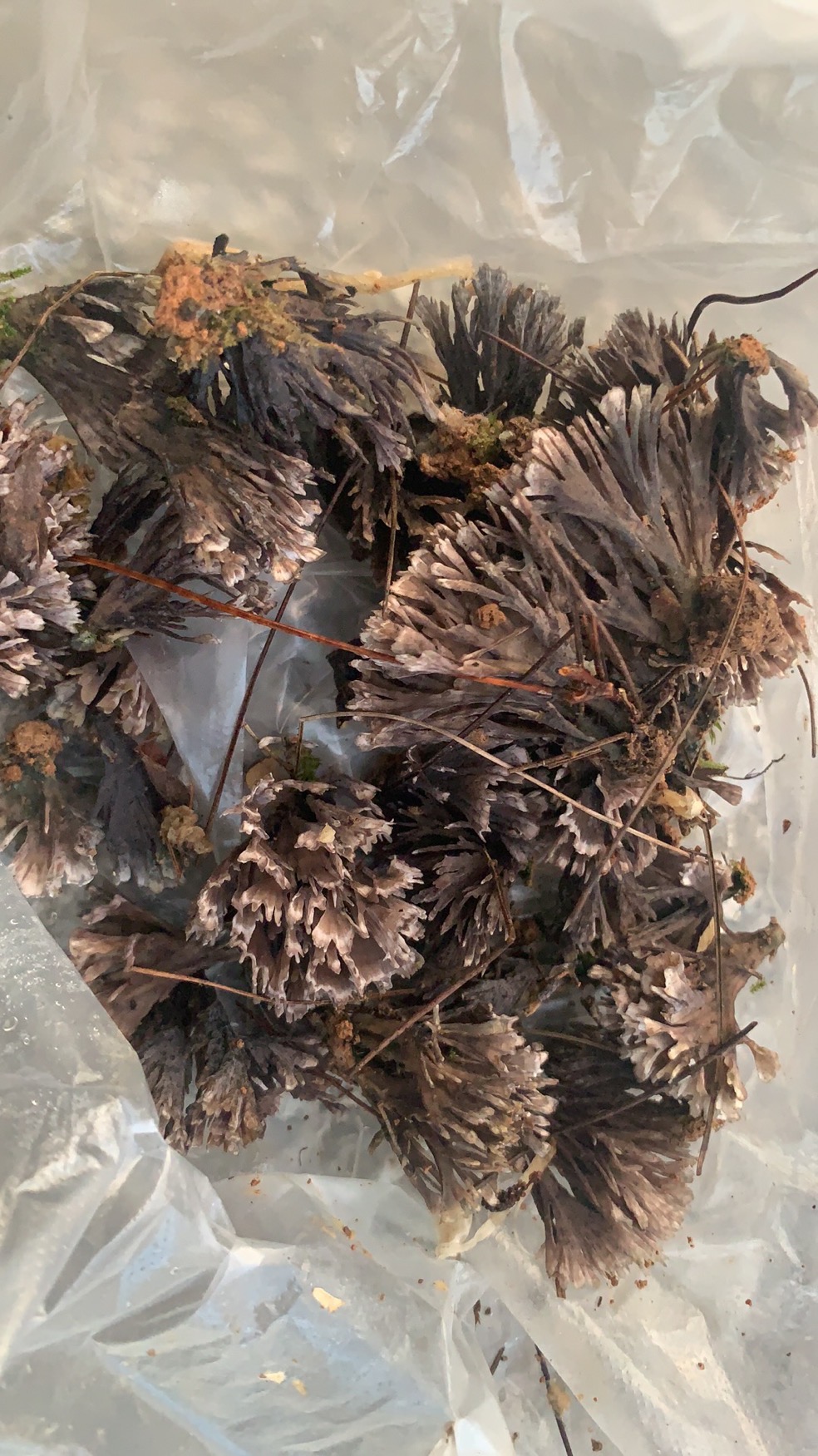 革菌属