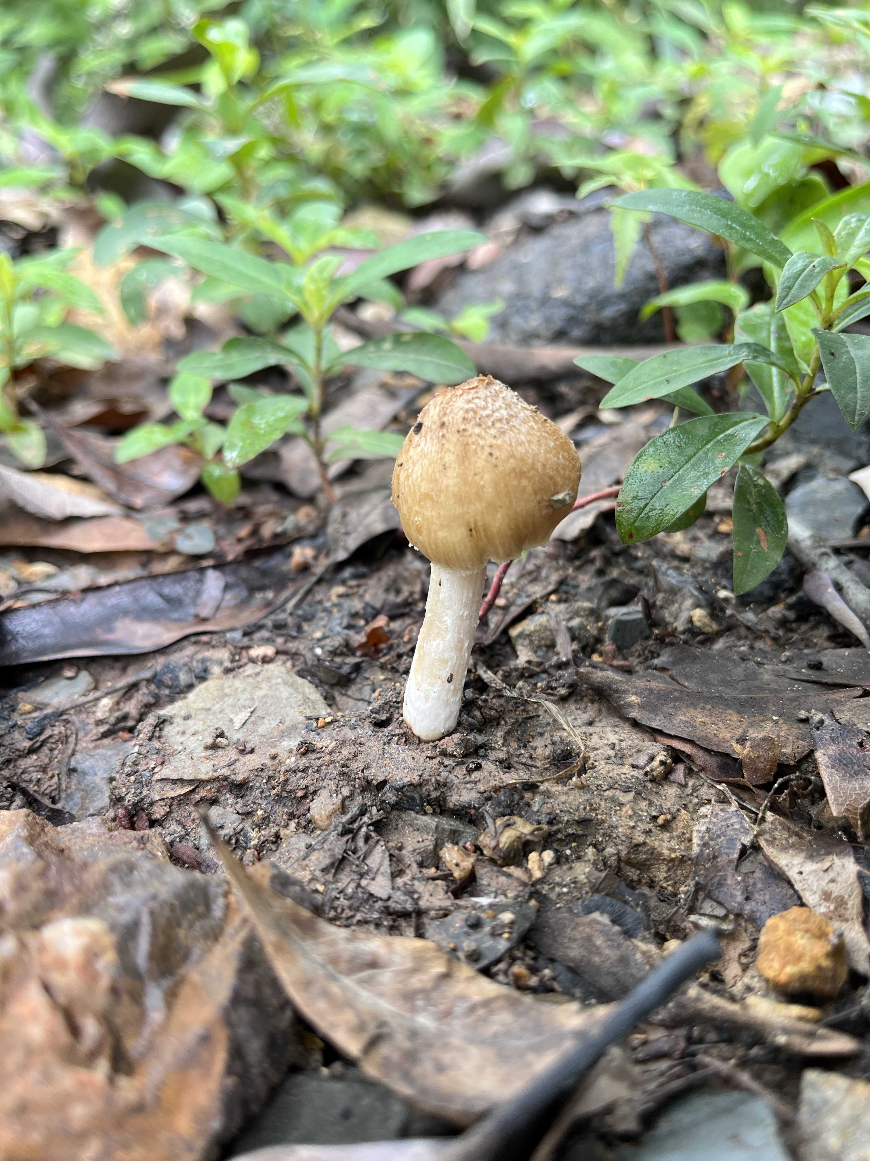 裂盖伞新种