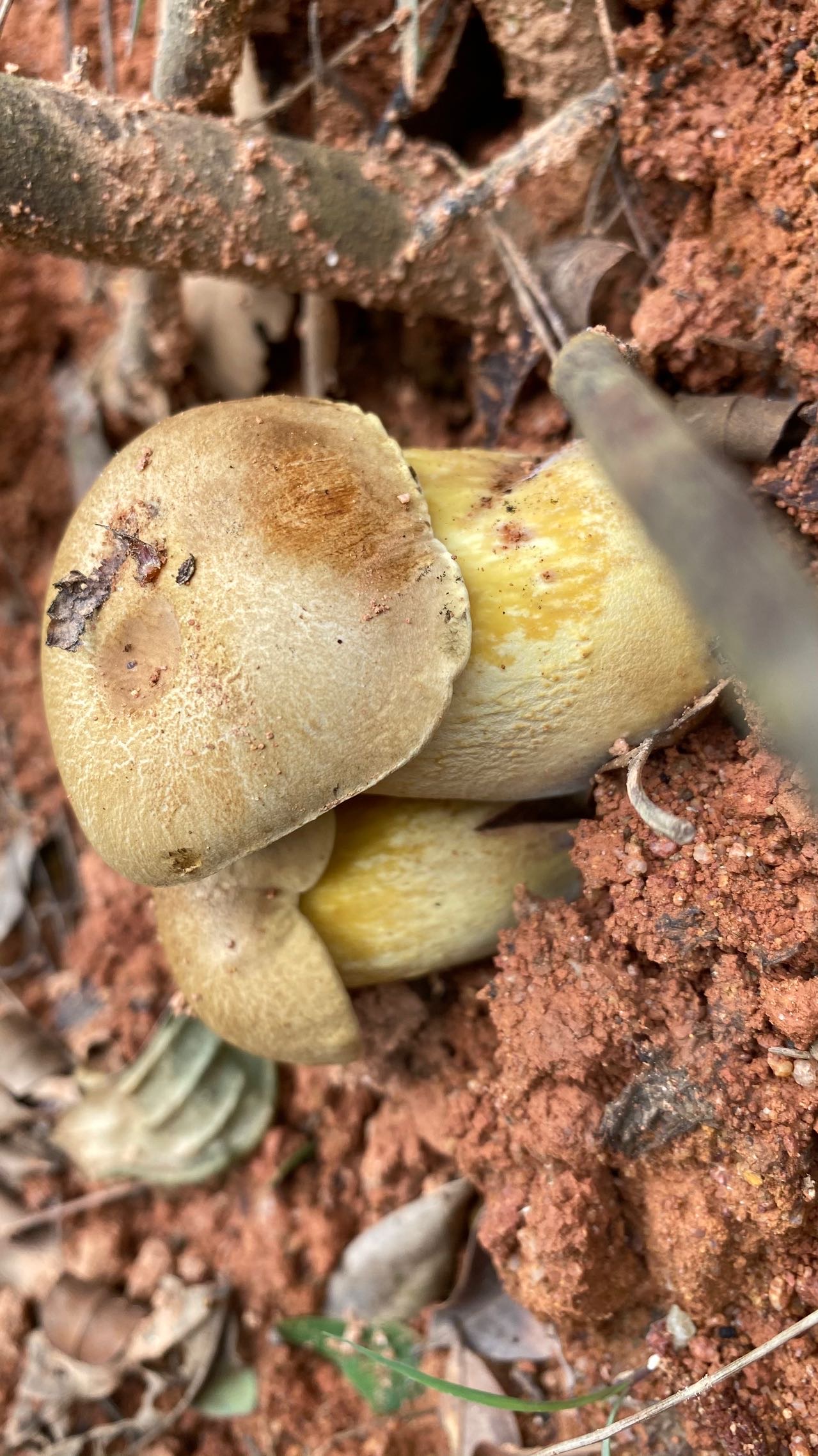 隐纹条孢牛肝菌