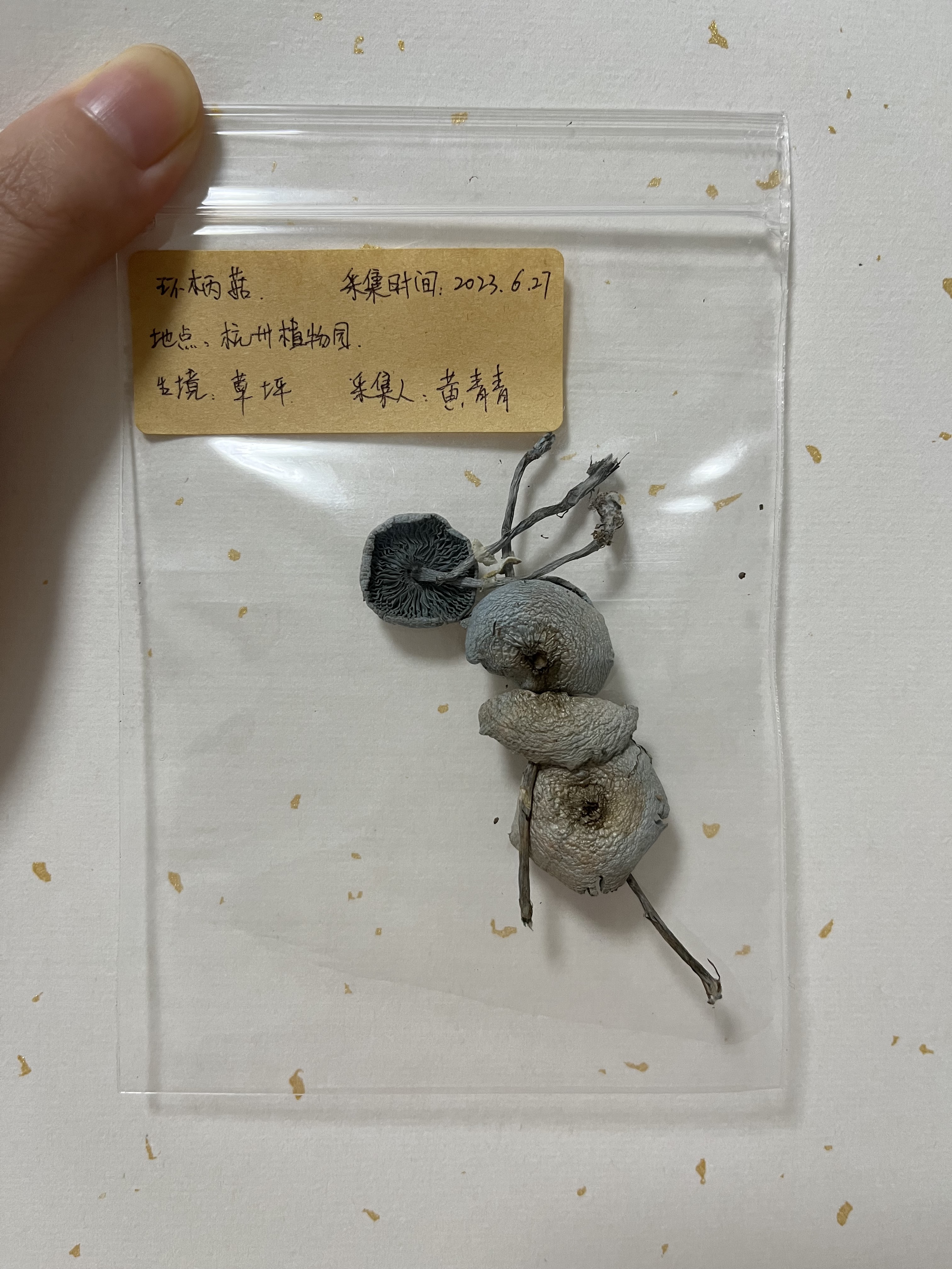 变蓝白环蘑近似种