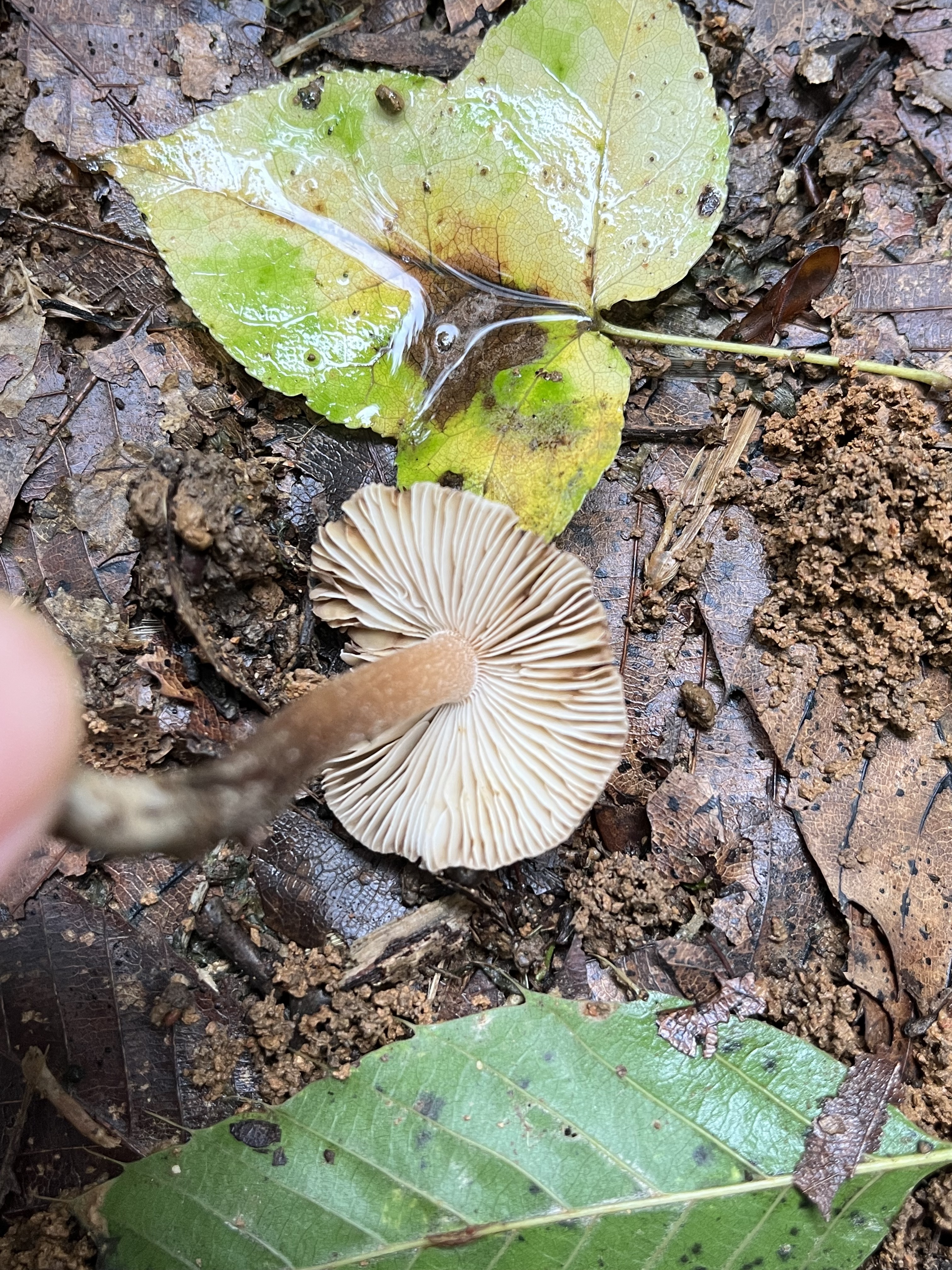 标本照片