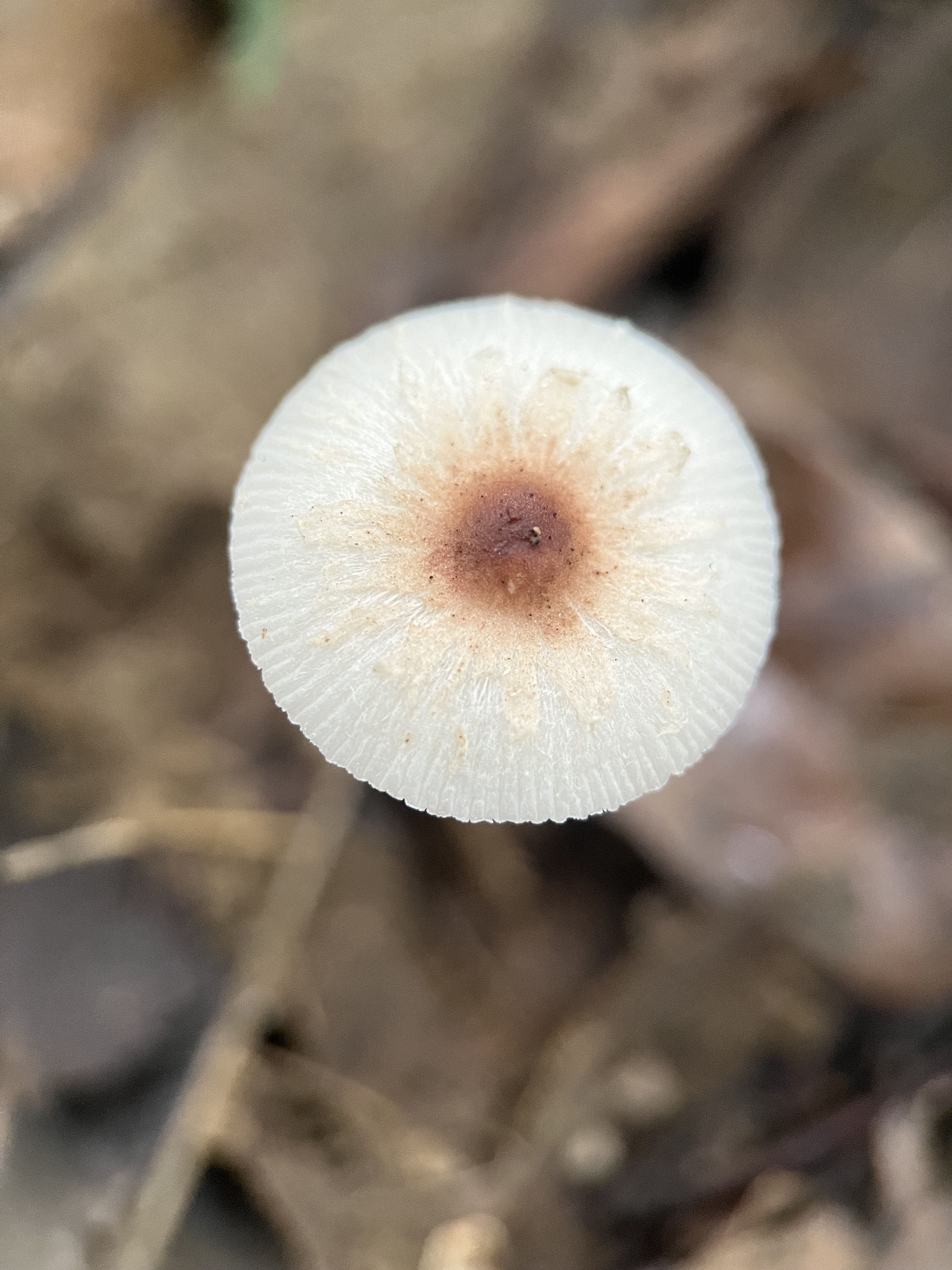 蓝紫白环蘑