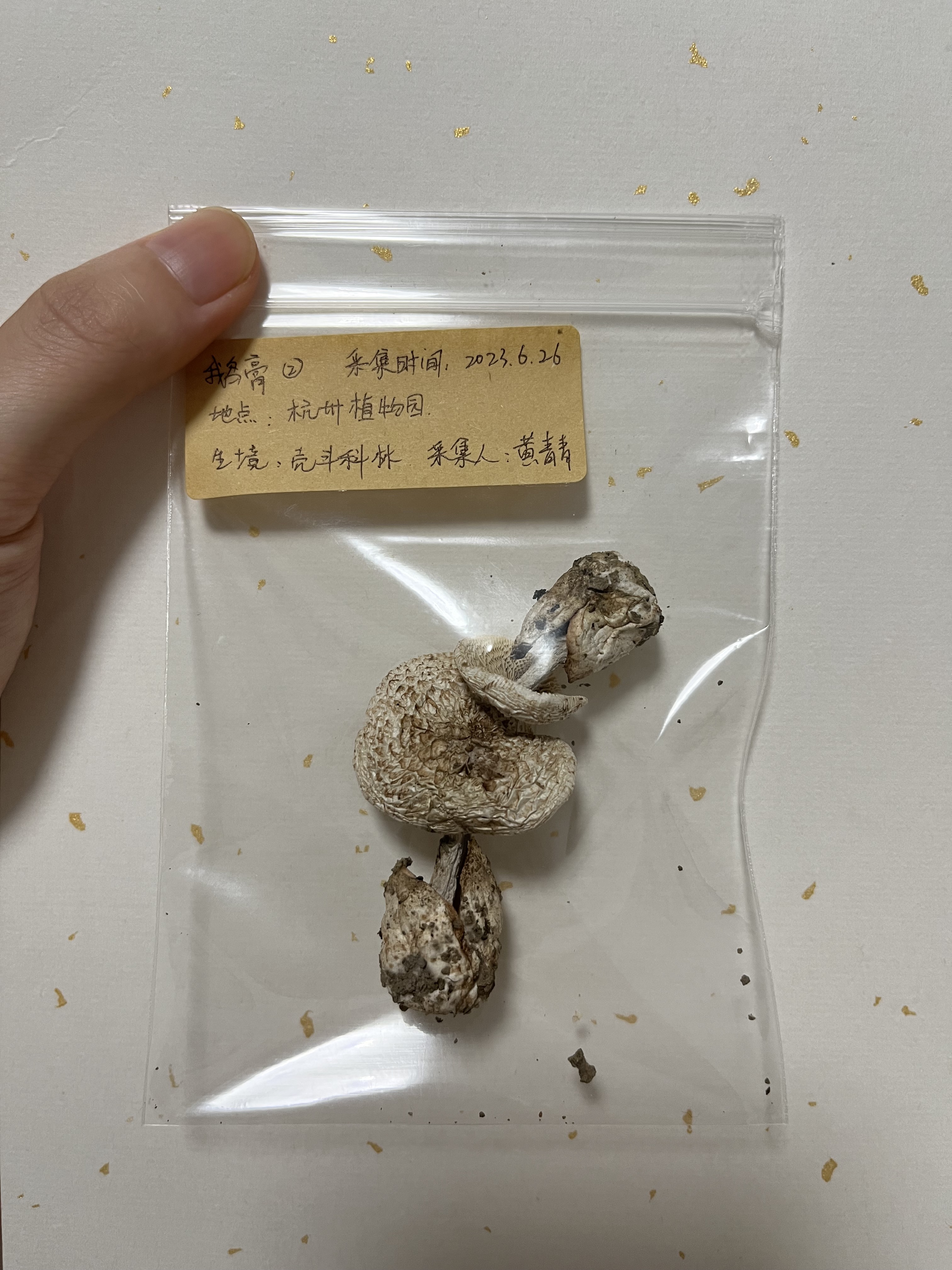 标本照片