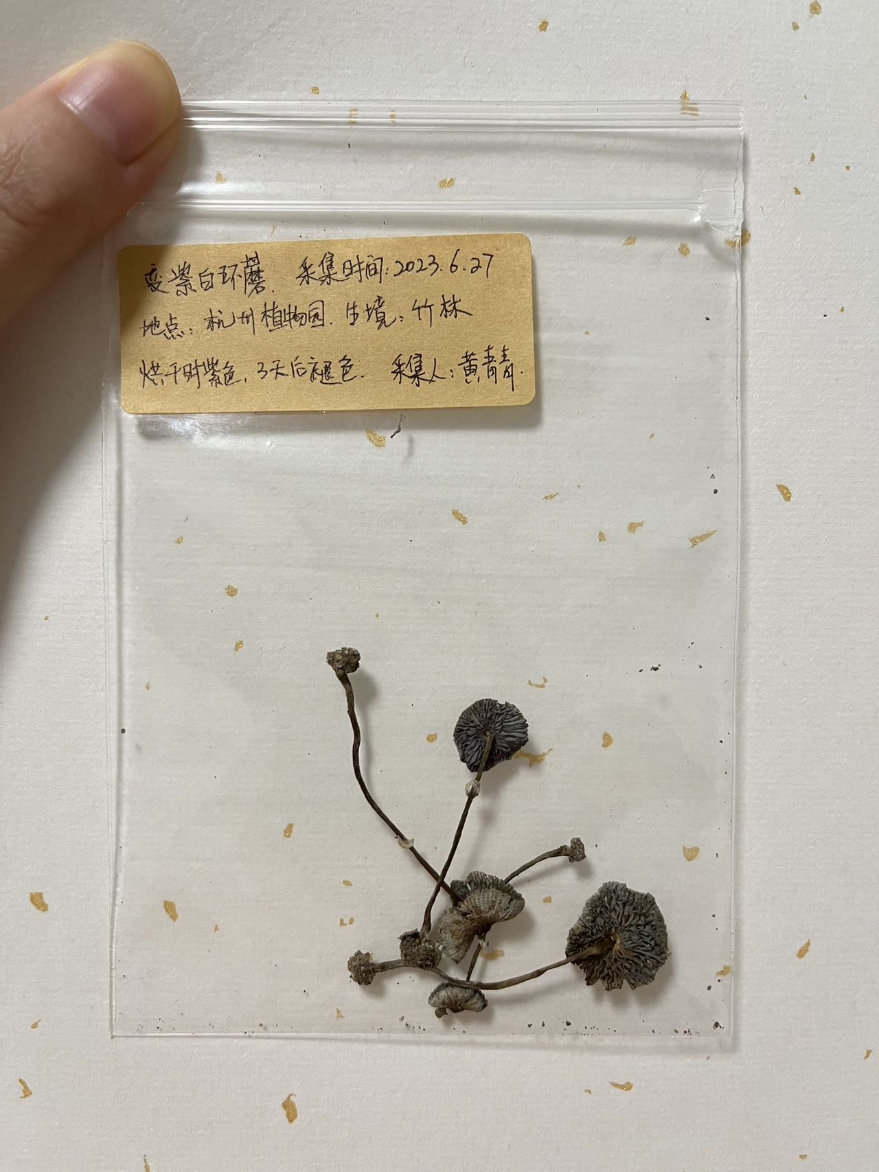 蓝紫白环蘑