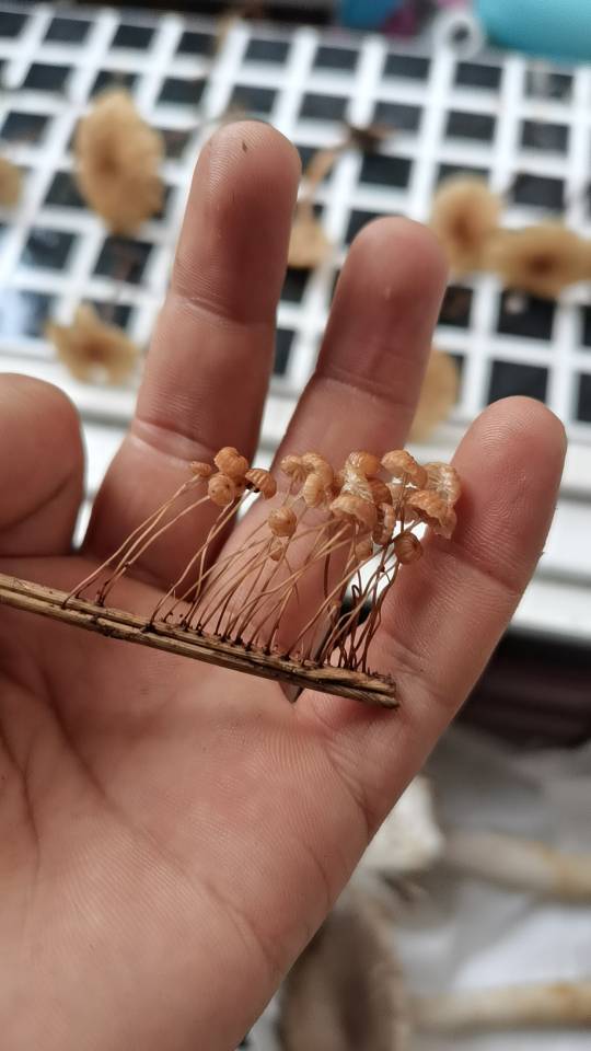 竹生小皮伞