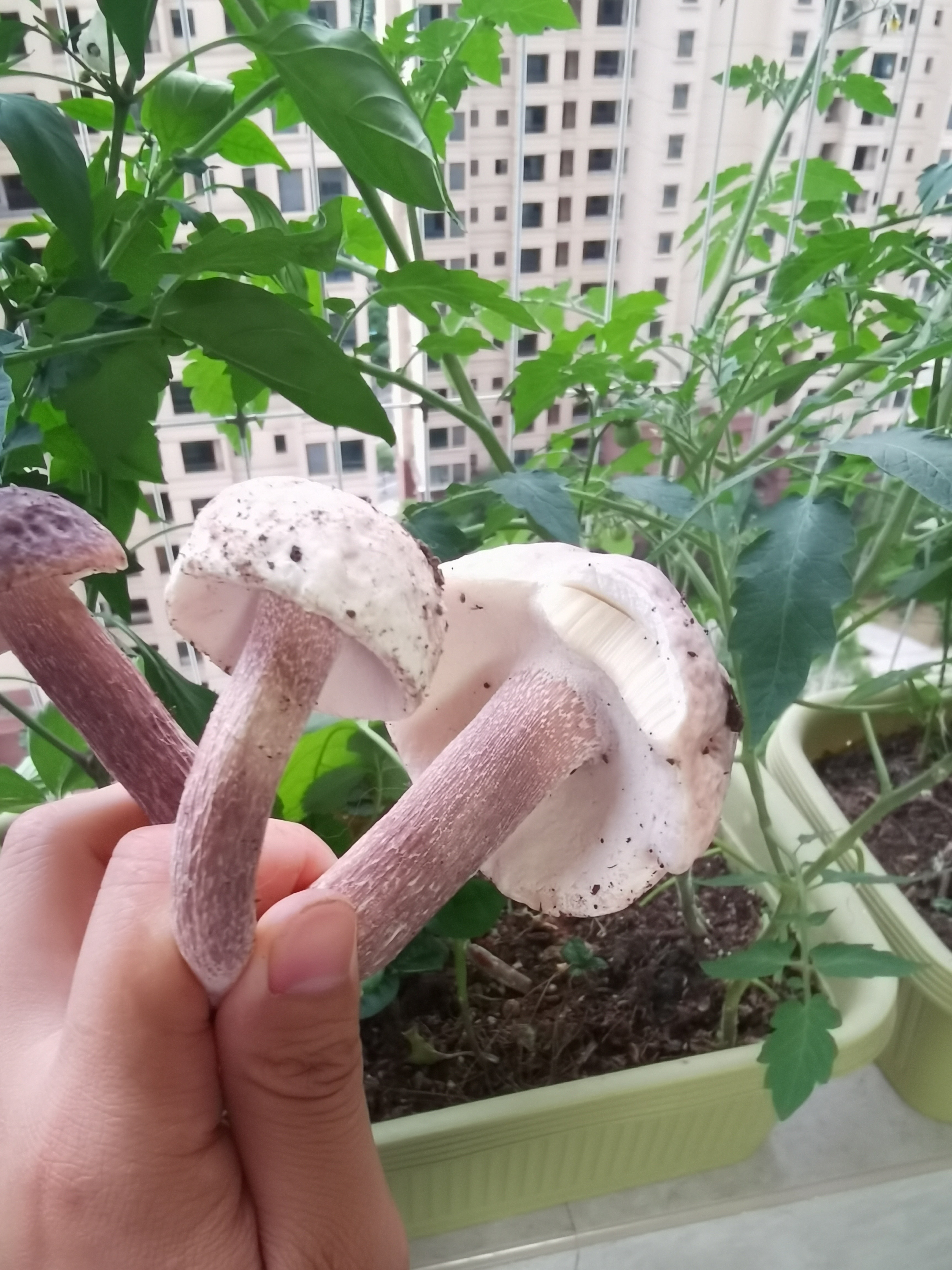 栗紫牛肝菌