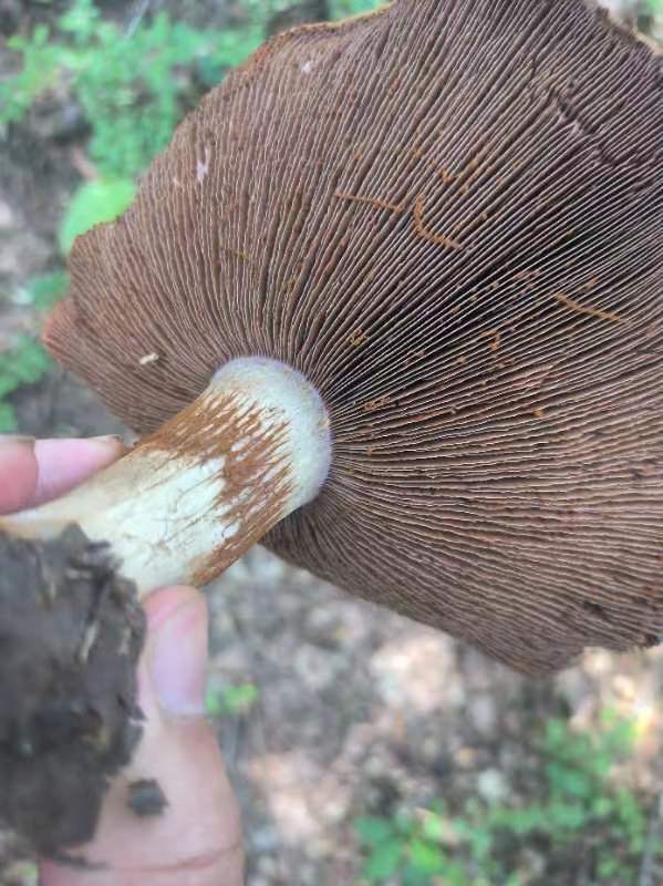 黏盖丝膜菌属