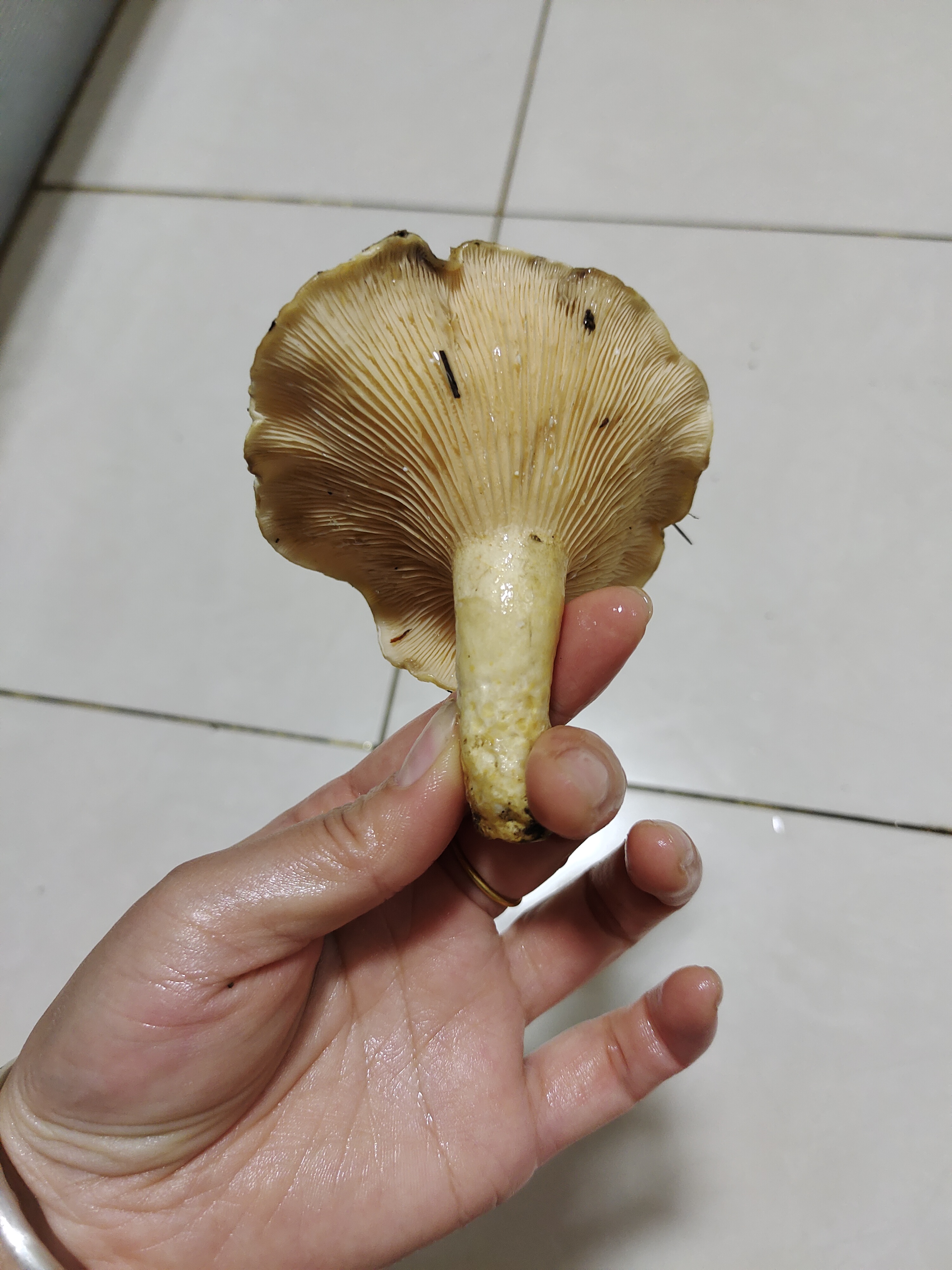 拟多叉叉褶菇