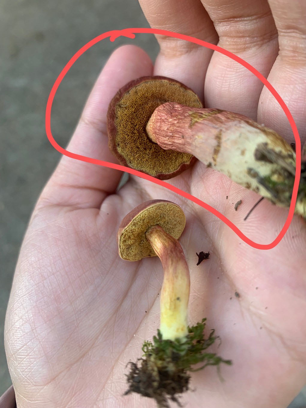 杏仁味庭院牛肝菌近似种