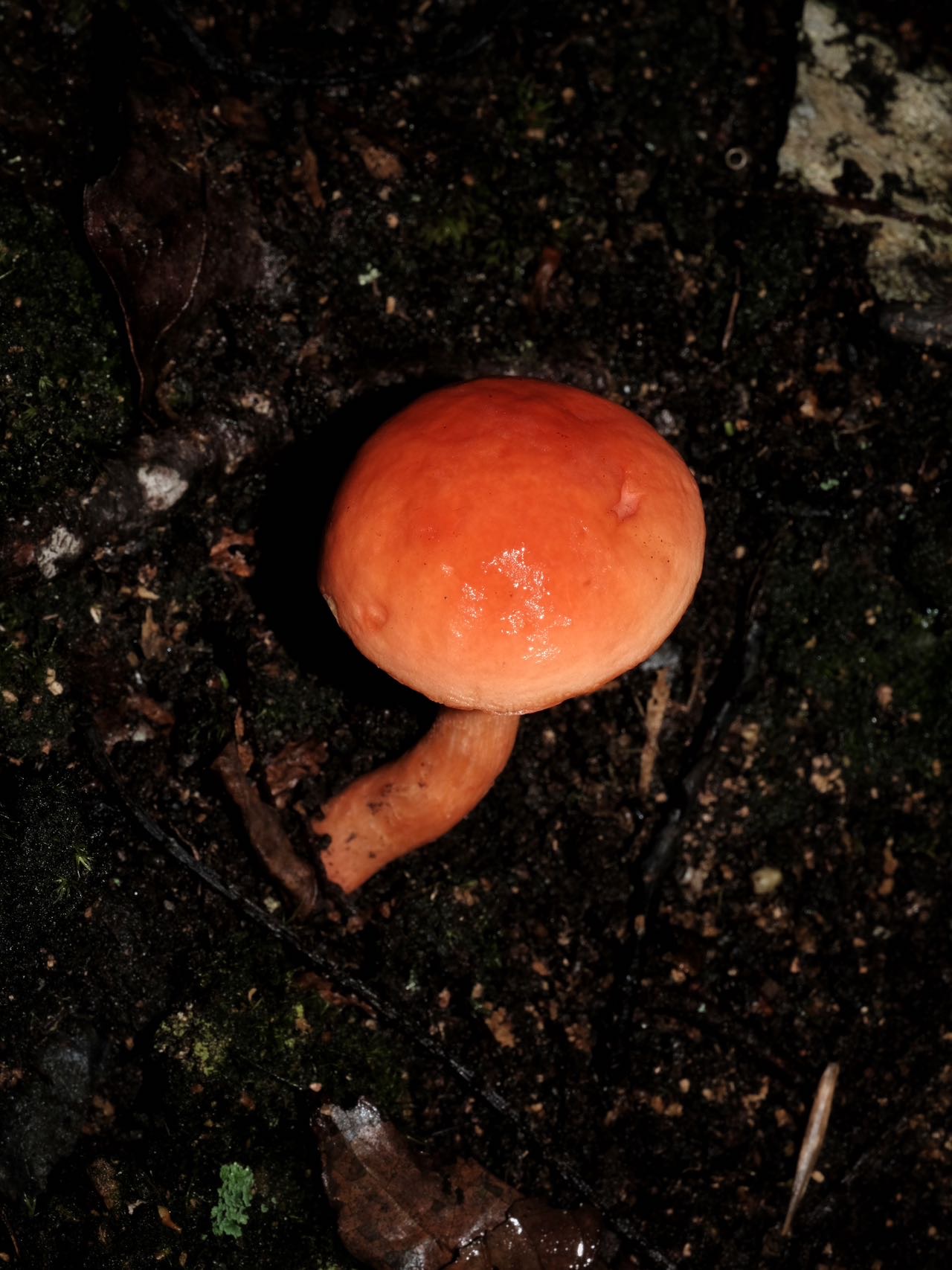 中华橙黄小疣柄牛肝菌 暂定