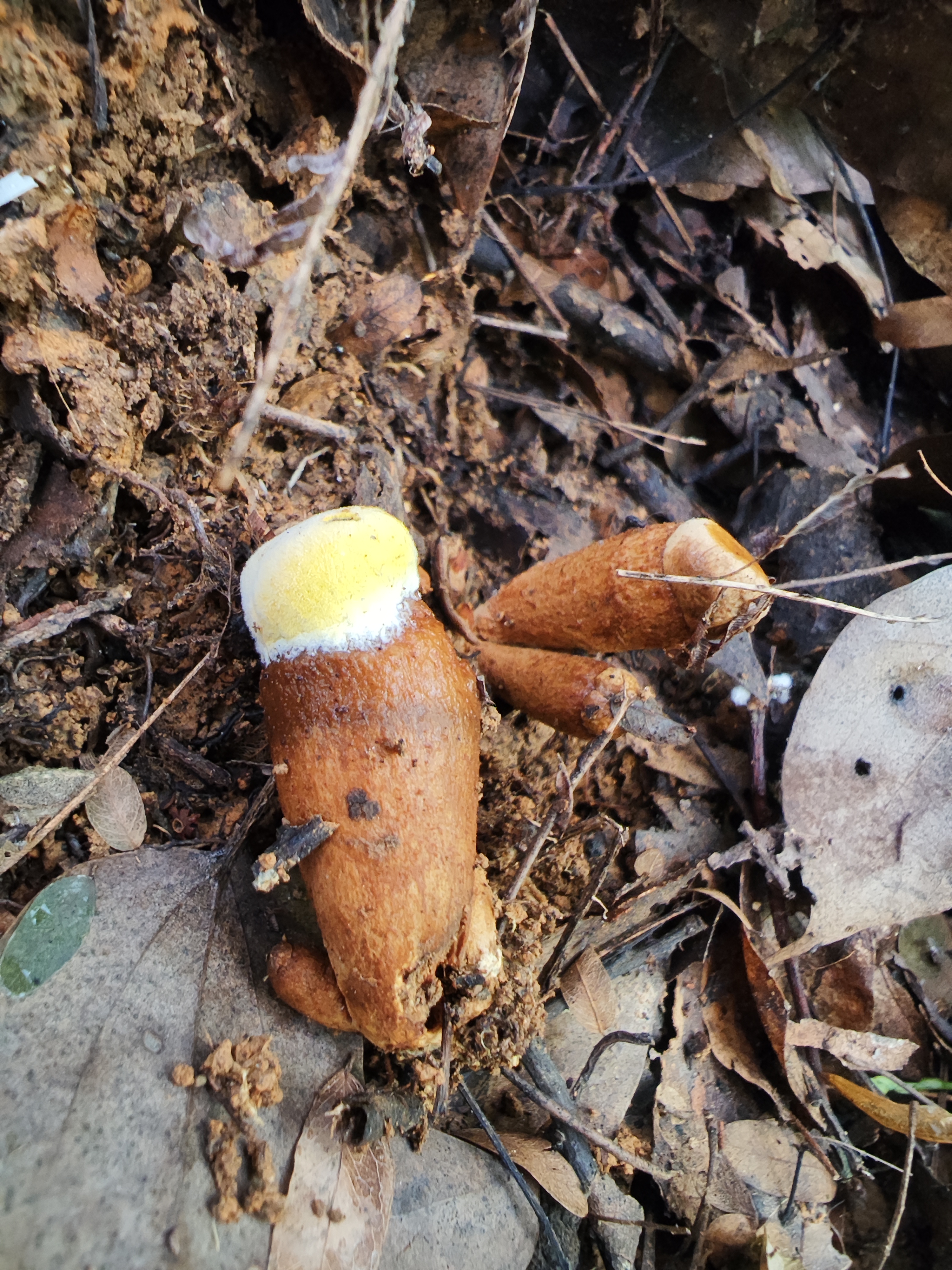 金孢菌寄生