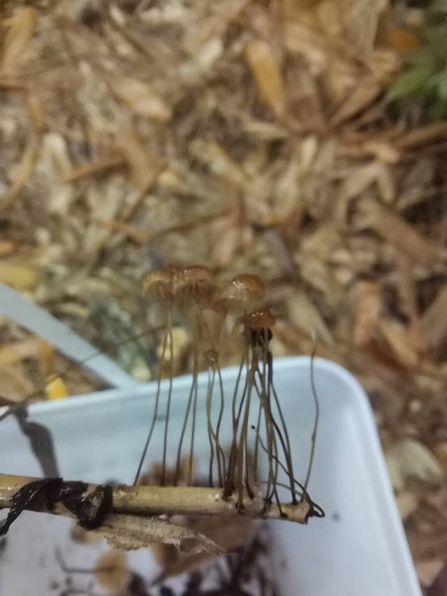 竹生小皮伞