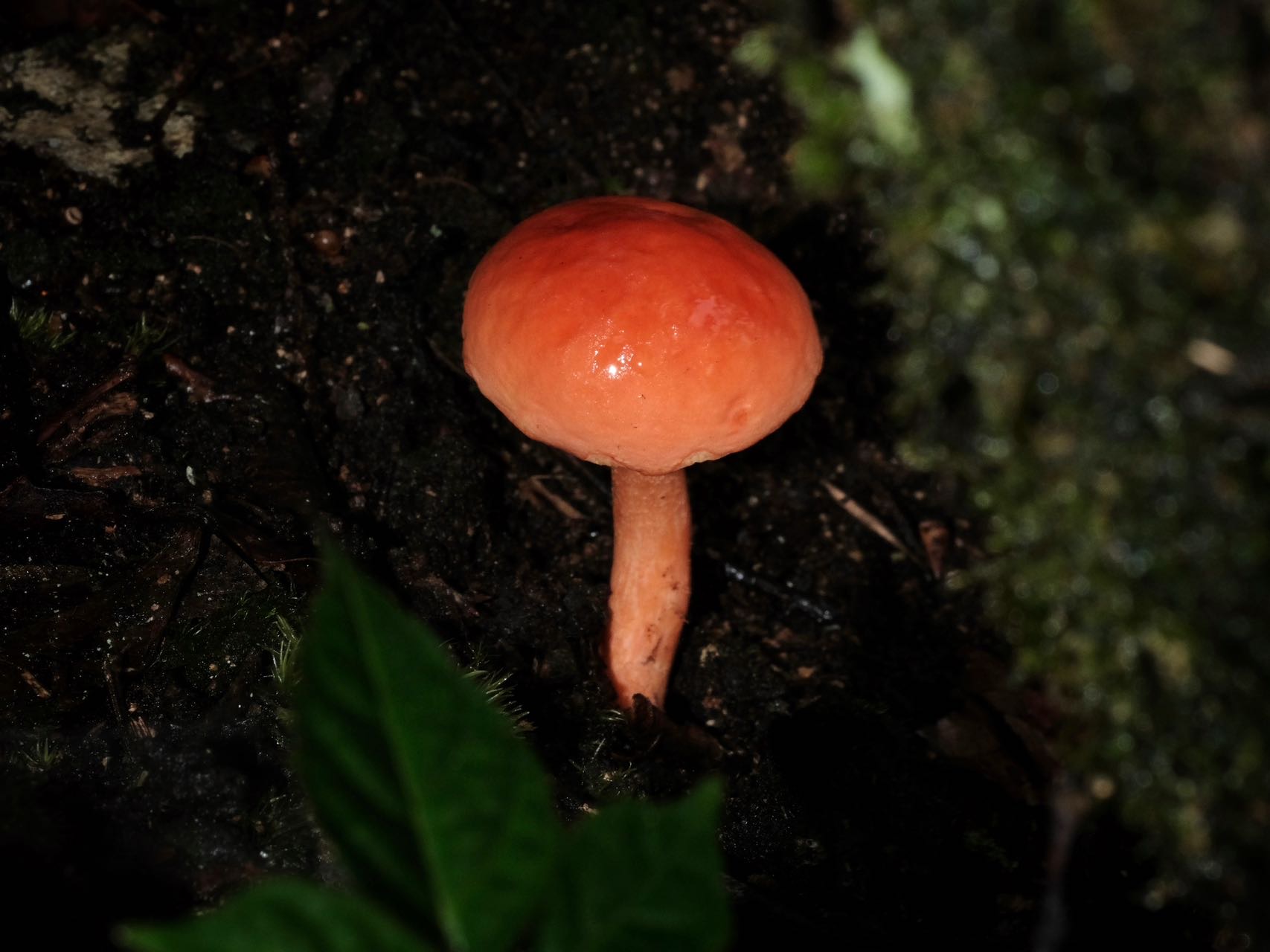 中华橙黄小疣柄牛肝菌 暂定