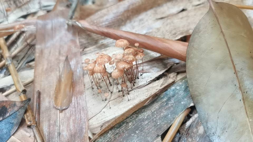 竹生小皮伞