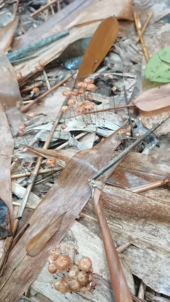 竹生小皮伞