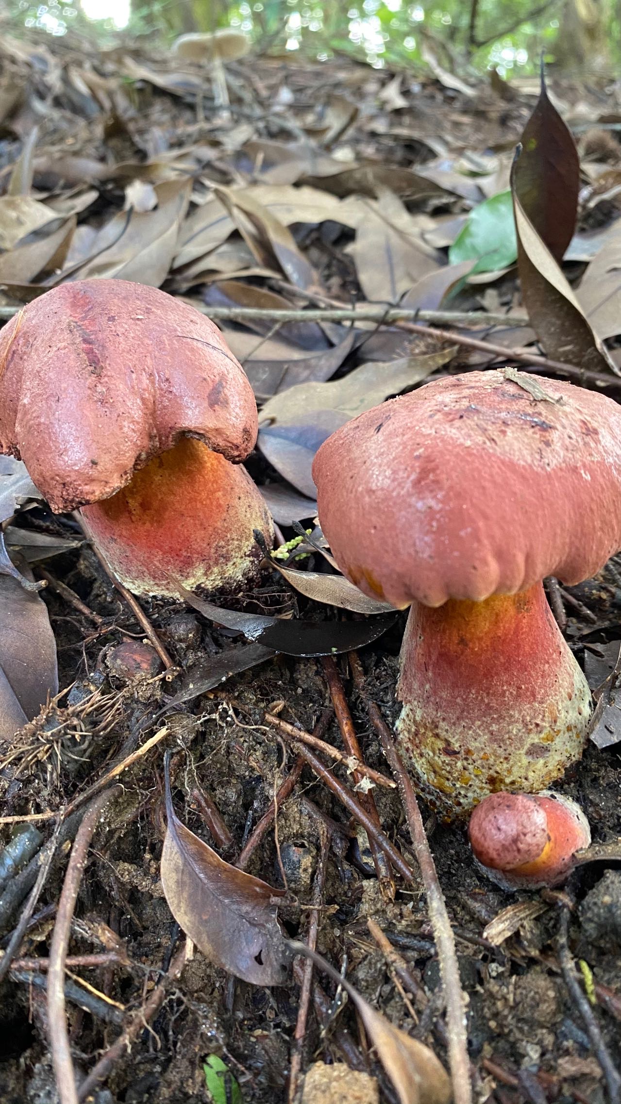 海南黄肉牛肝菌