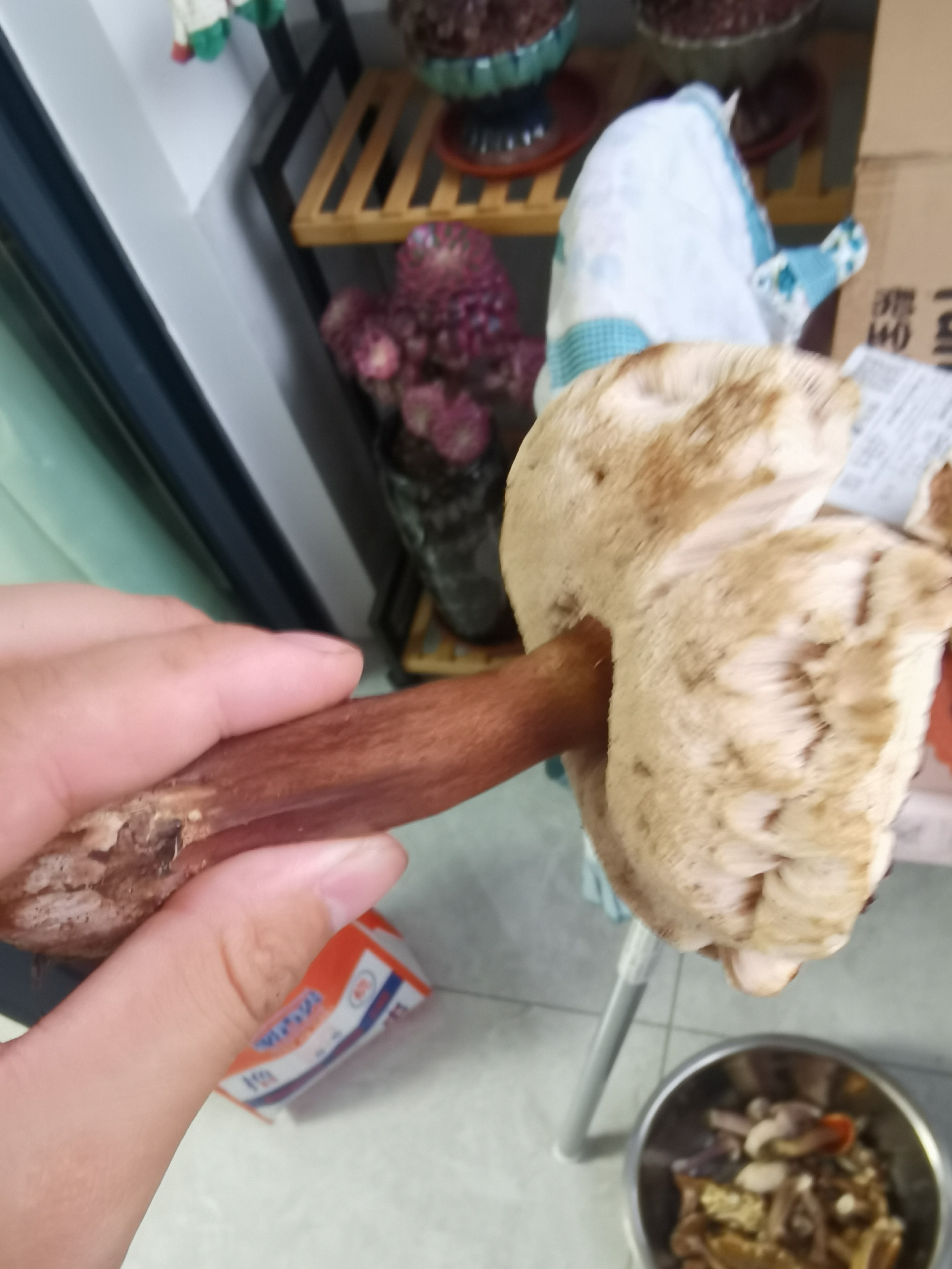 褐金孢牛肝菌近似种