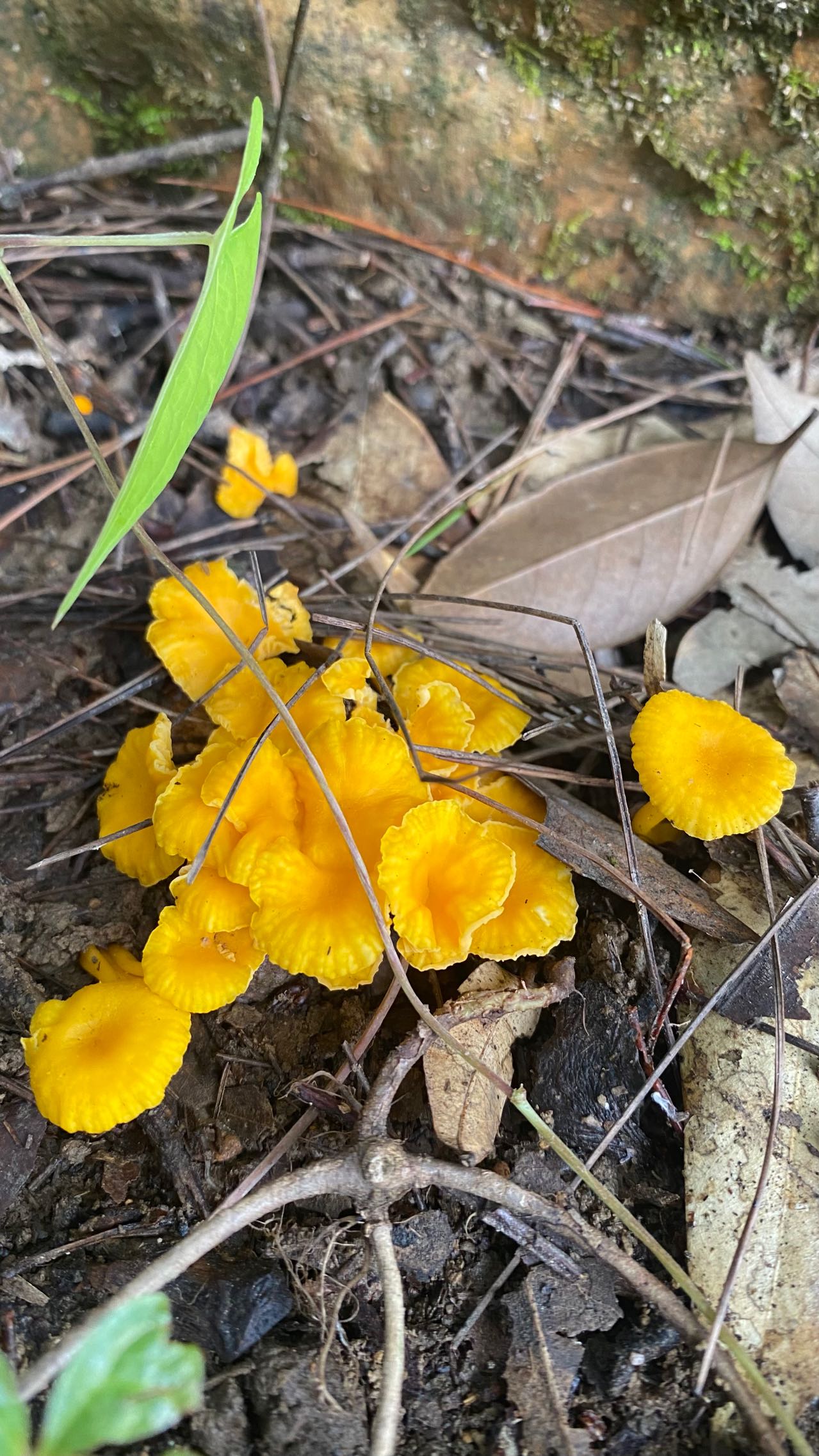 小鸡油菌