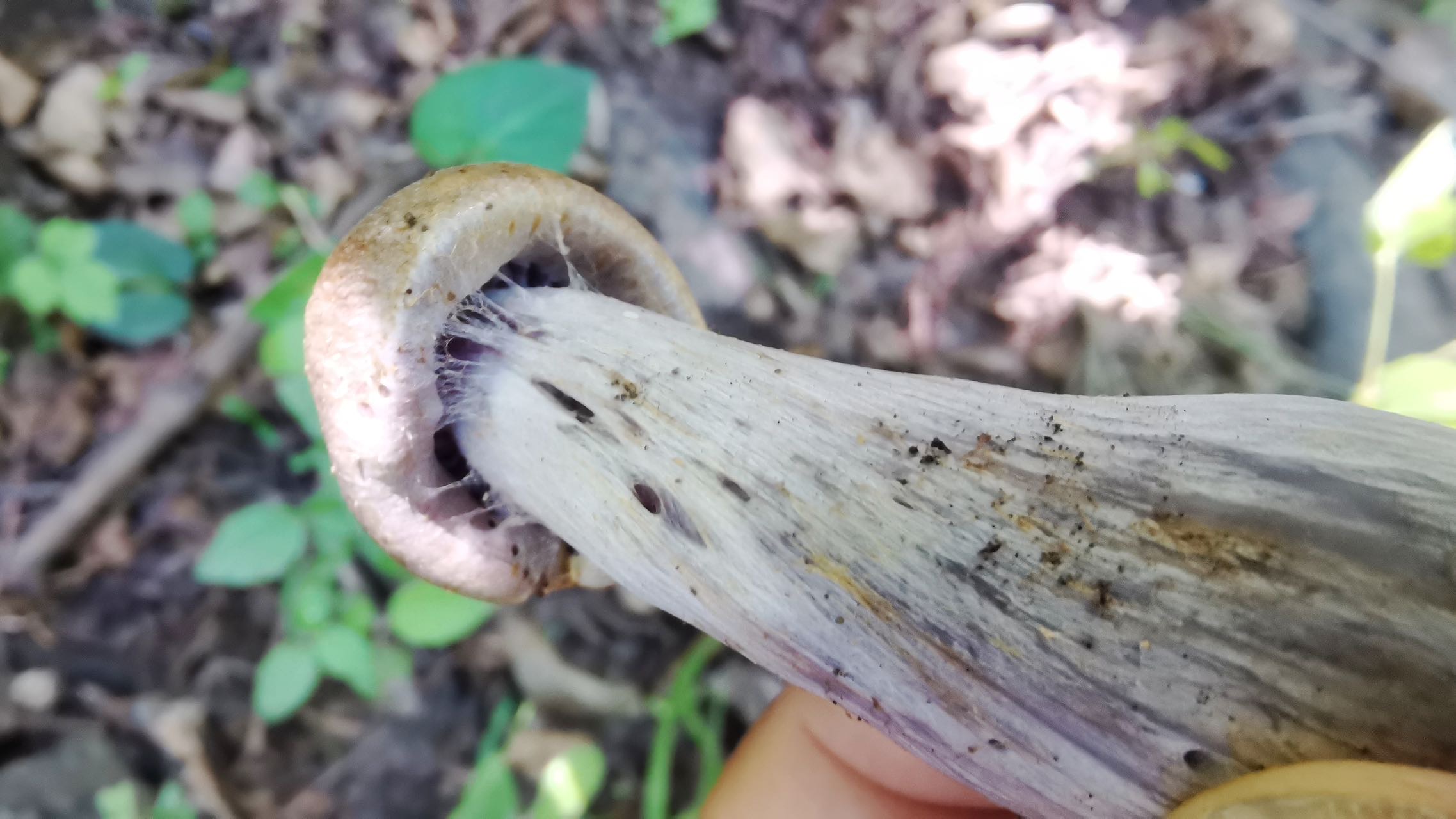 黄褐丝膜菌