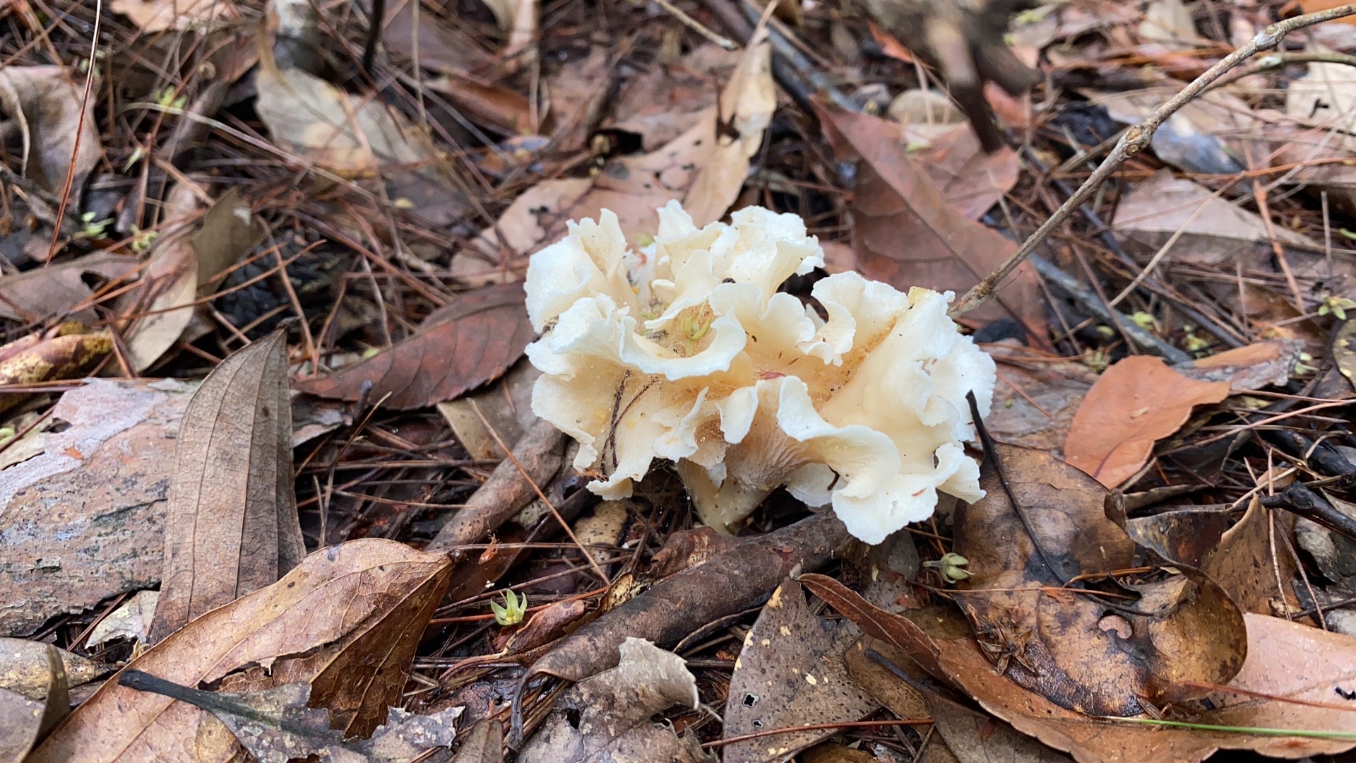 白鸡油菌