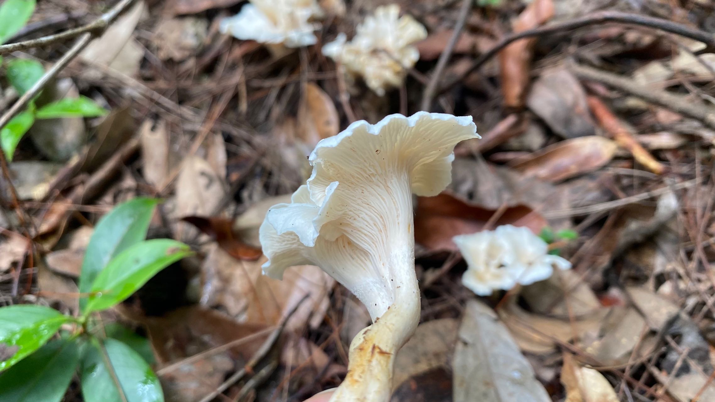 白鸡油菌