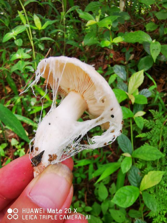 寄生的菌丝为山东粉褶蕈