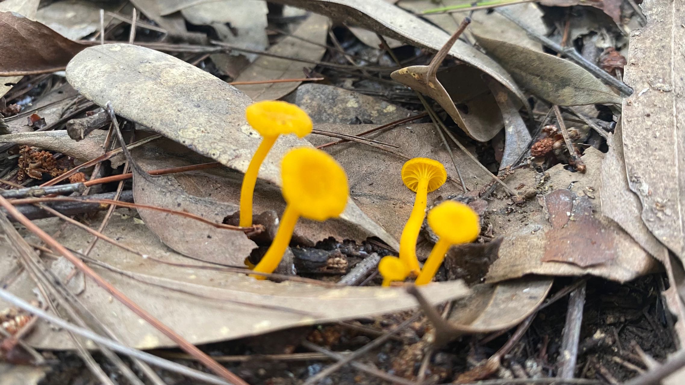 小鸡油菌