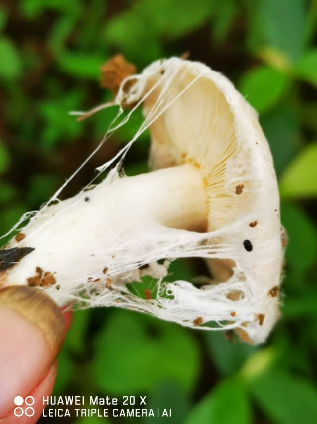 寄生的菌丝为山东粉褶蕈