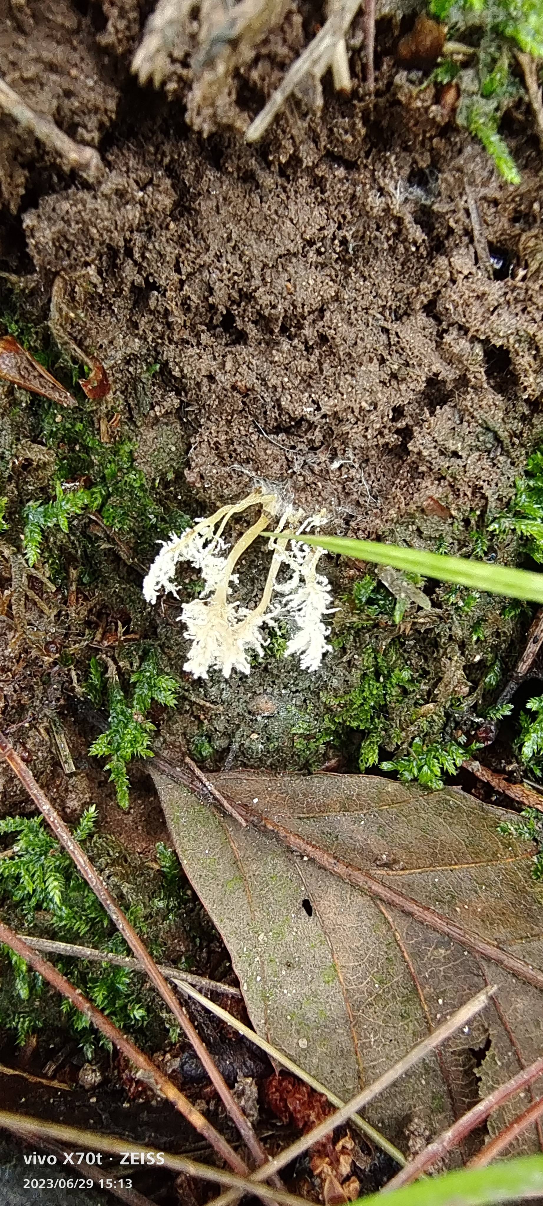 细脚棒束孢