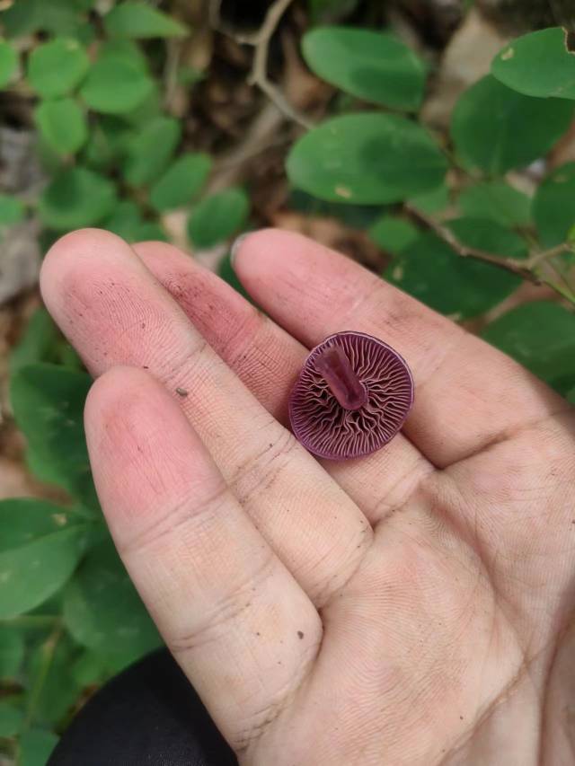 李玉丝膜菌