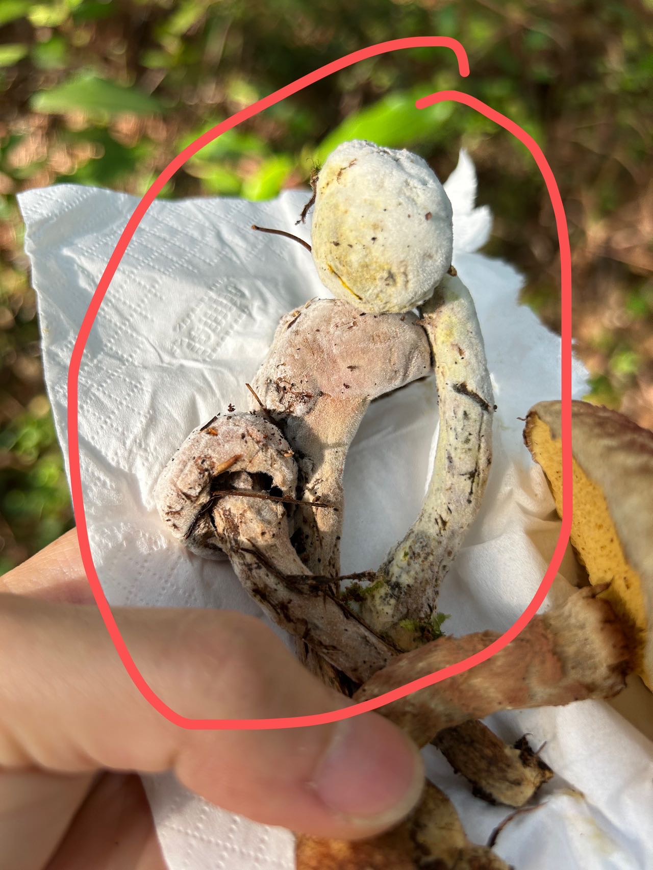 Hypomyces completus