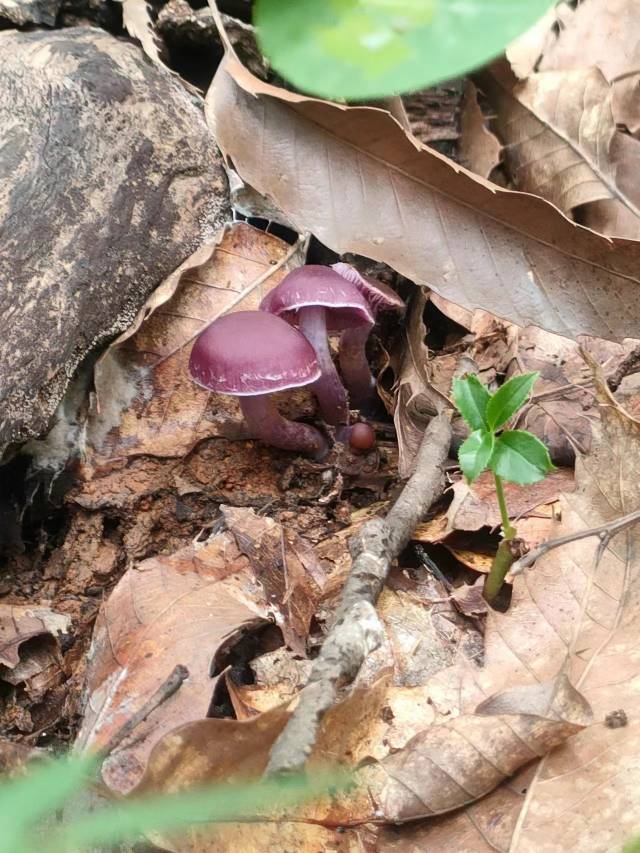 李玉丝膜菌