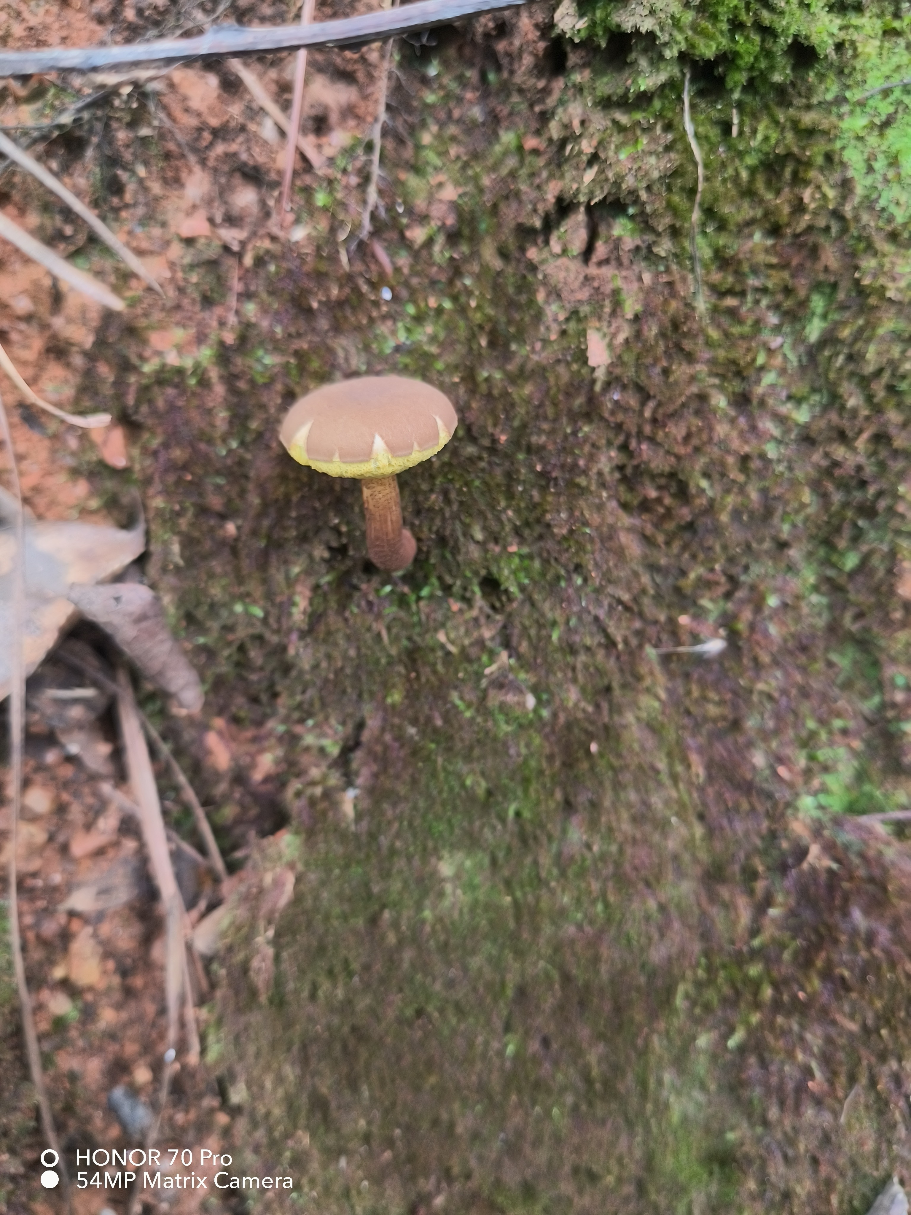 普陀山条孢牛肝菌