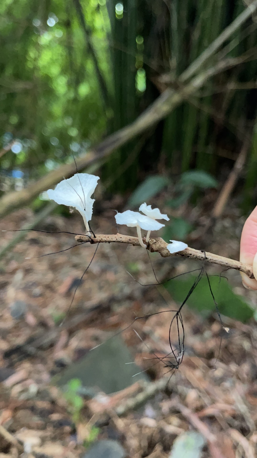 菌索微皮伞