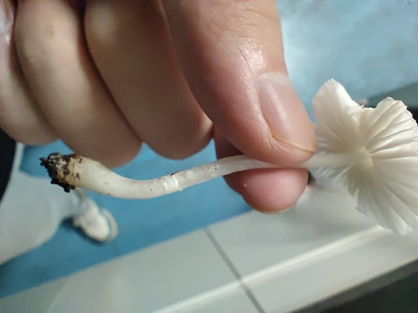 白鳞白环蘑