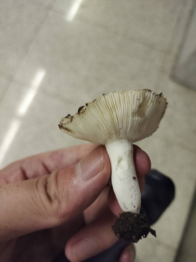灰红菇近似种