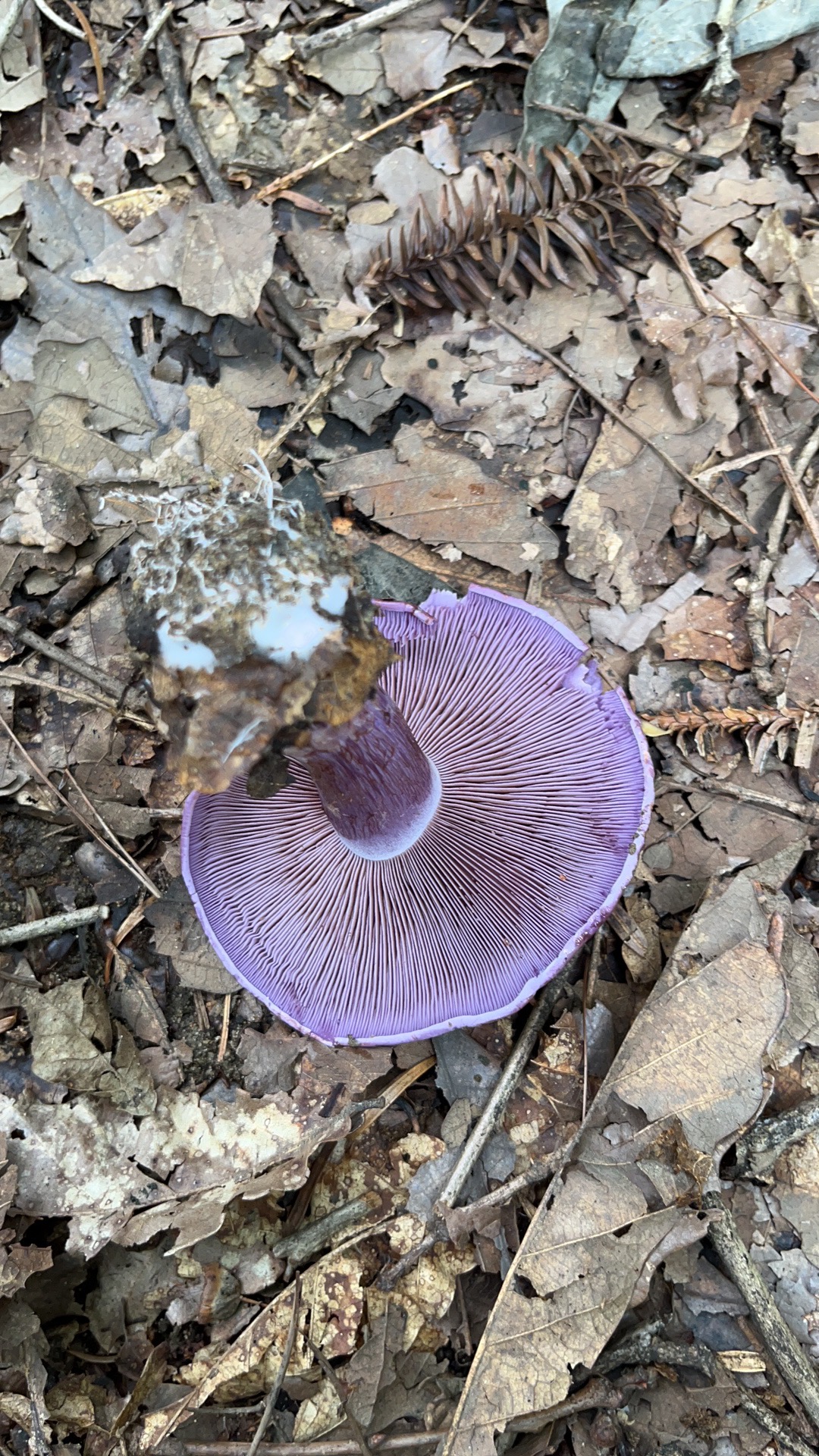 黏丝膜菌属