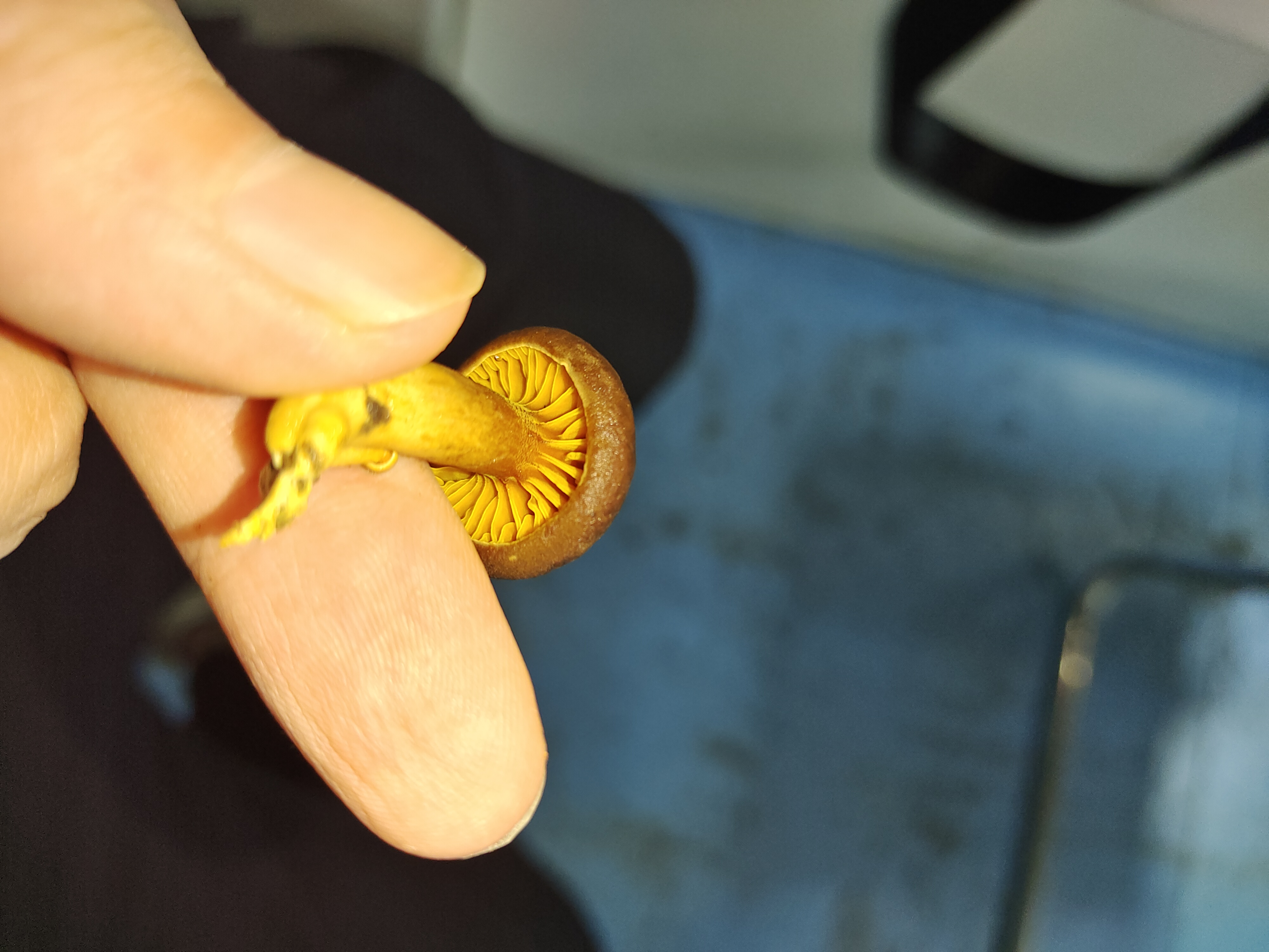 褶孔牛肝菌属
