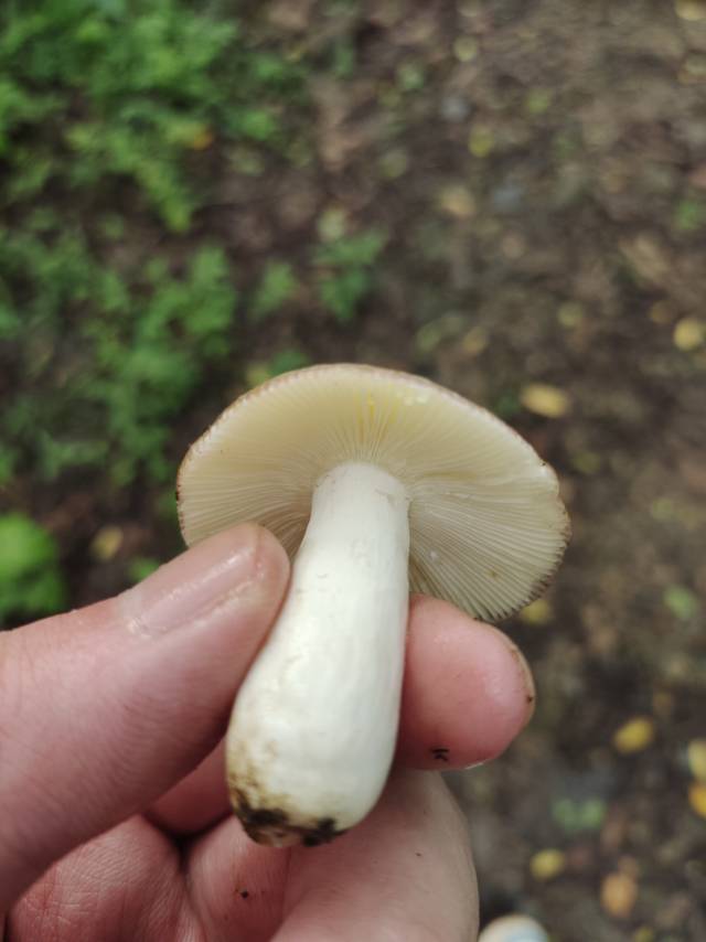 铜绿红菇